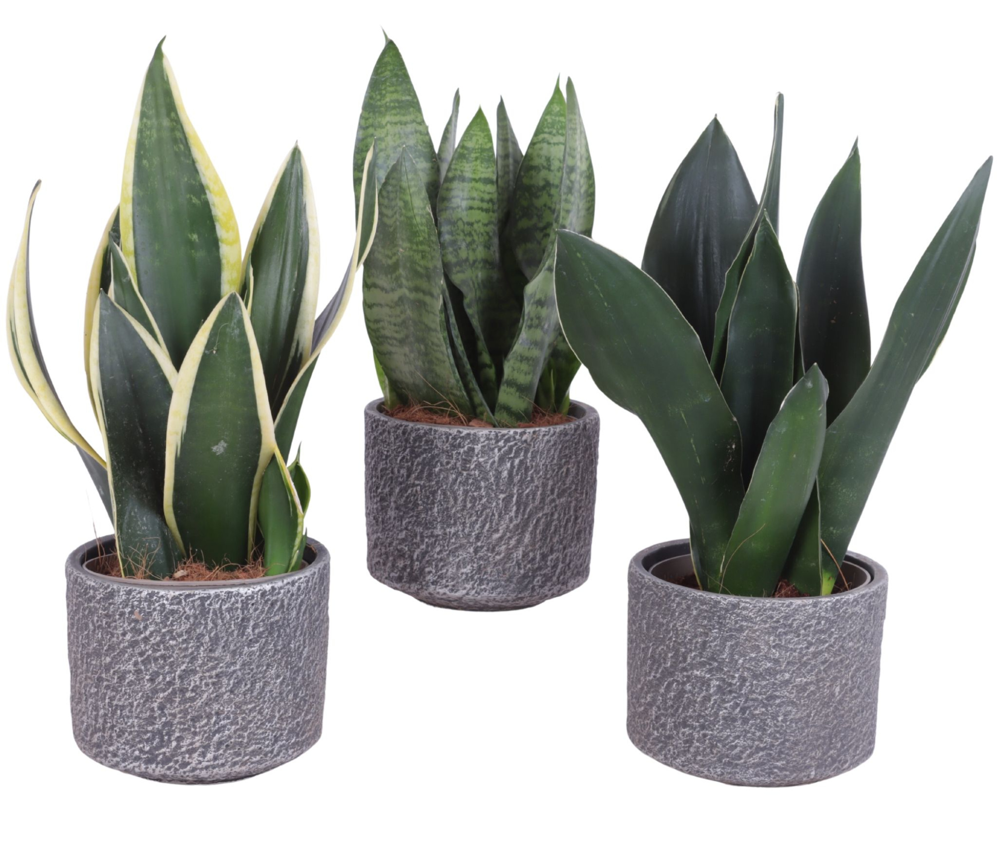 Sansevieria mix Ø12cm in Ø14cm Ceramic NT566, D 14