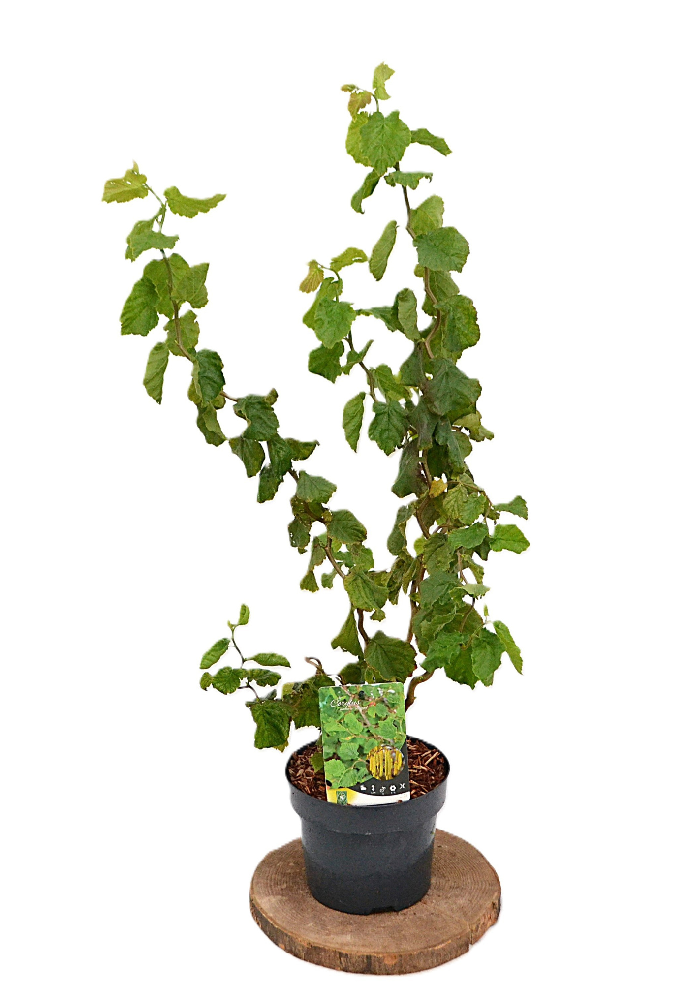 Corylus avellana Scooter C3, D 19