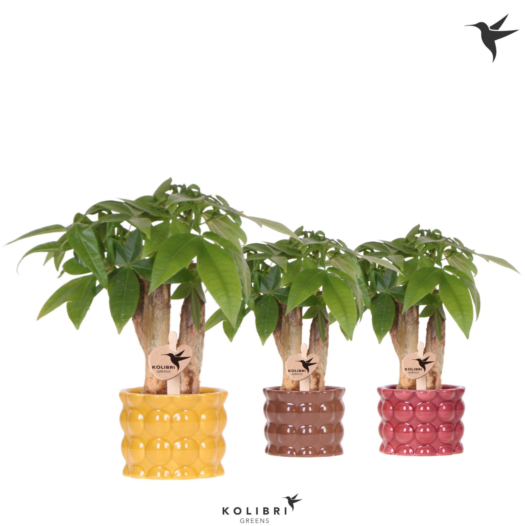 Kolibri Greens Pachira in Cotton pot yellow mix, D 6