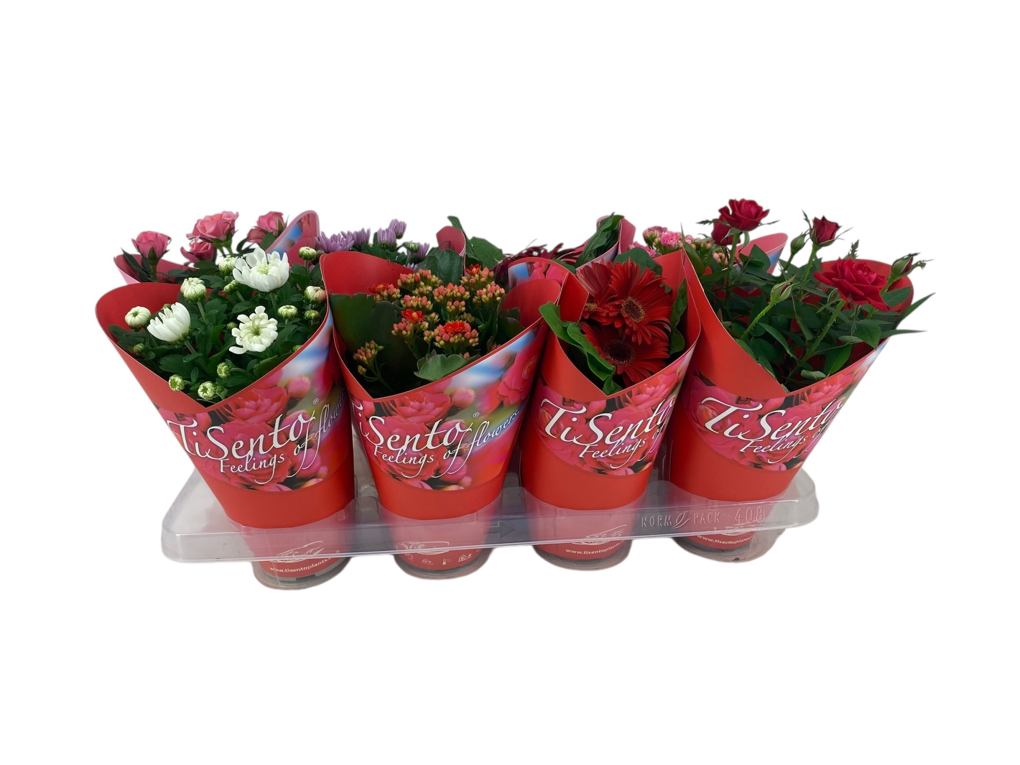 Bloeimix in Rode Giftcover Valentijn mix, D 12 cm