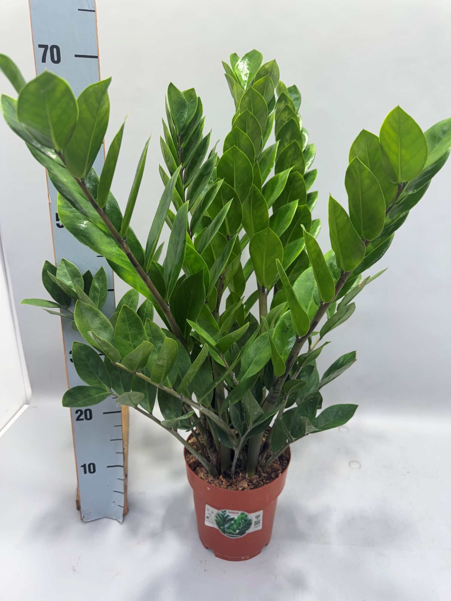 Zamioculcas 70cm 10+ veren, D 17 cm