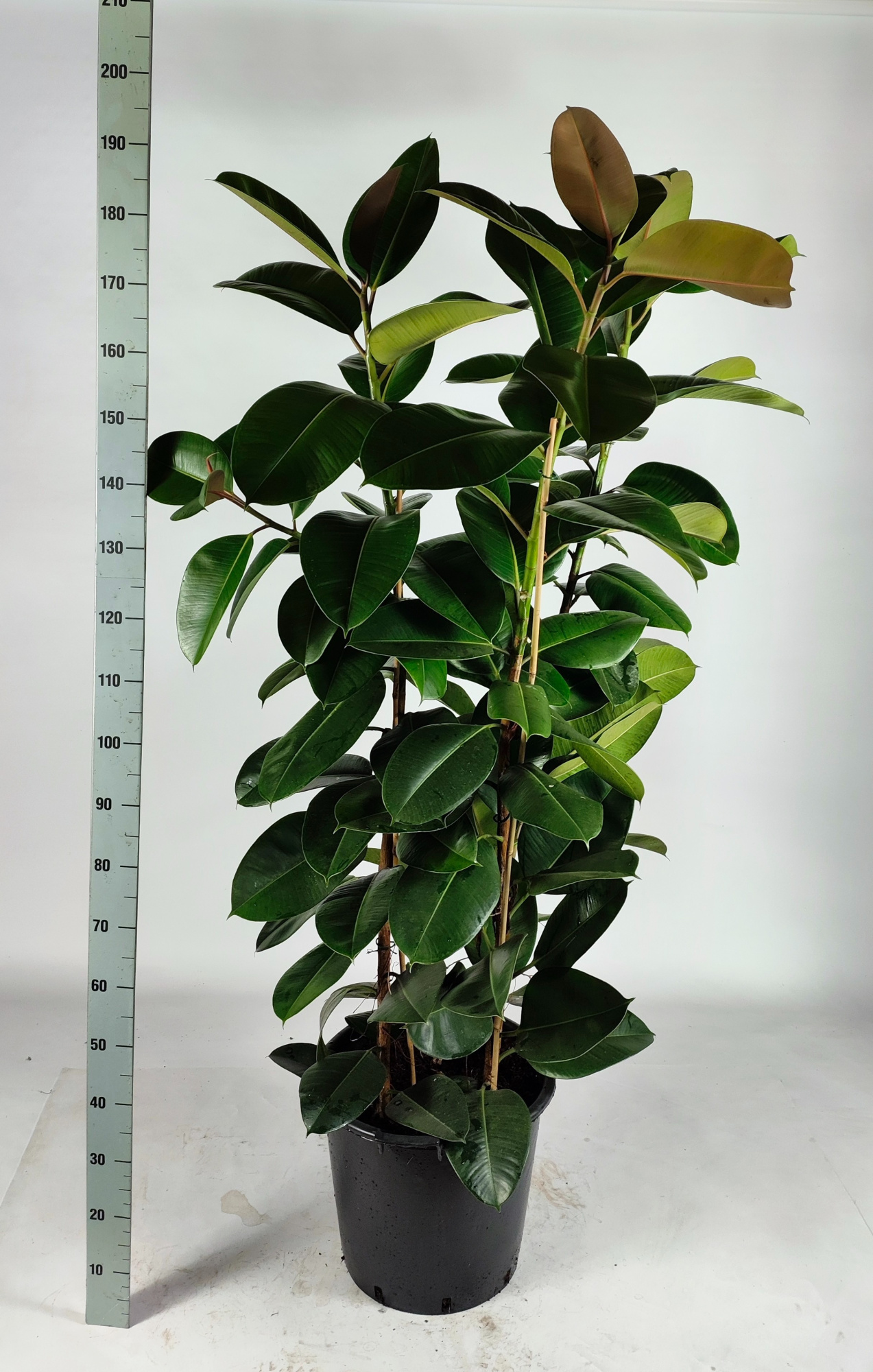 Ficus elastica 'Robusta' Toef 190cm, D 45