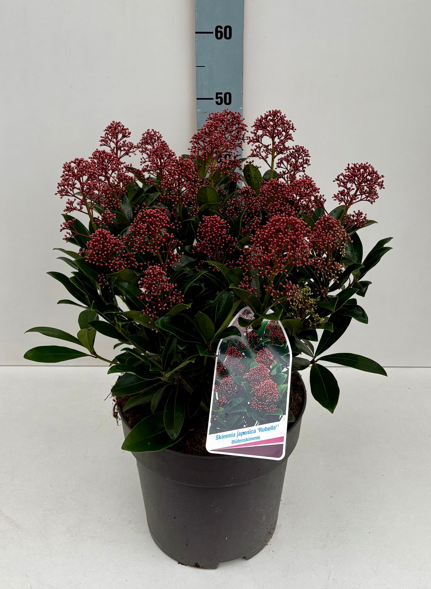 Skimmia Rubella 26T, D 26 cm