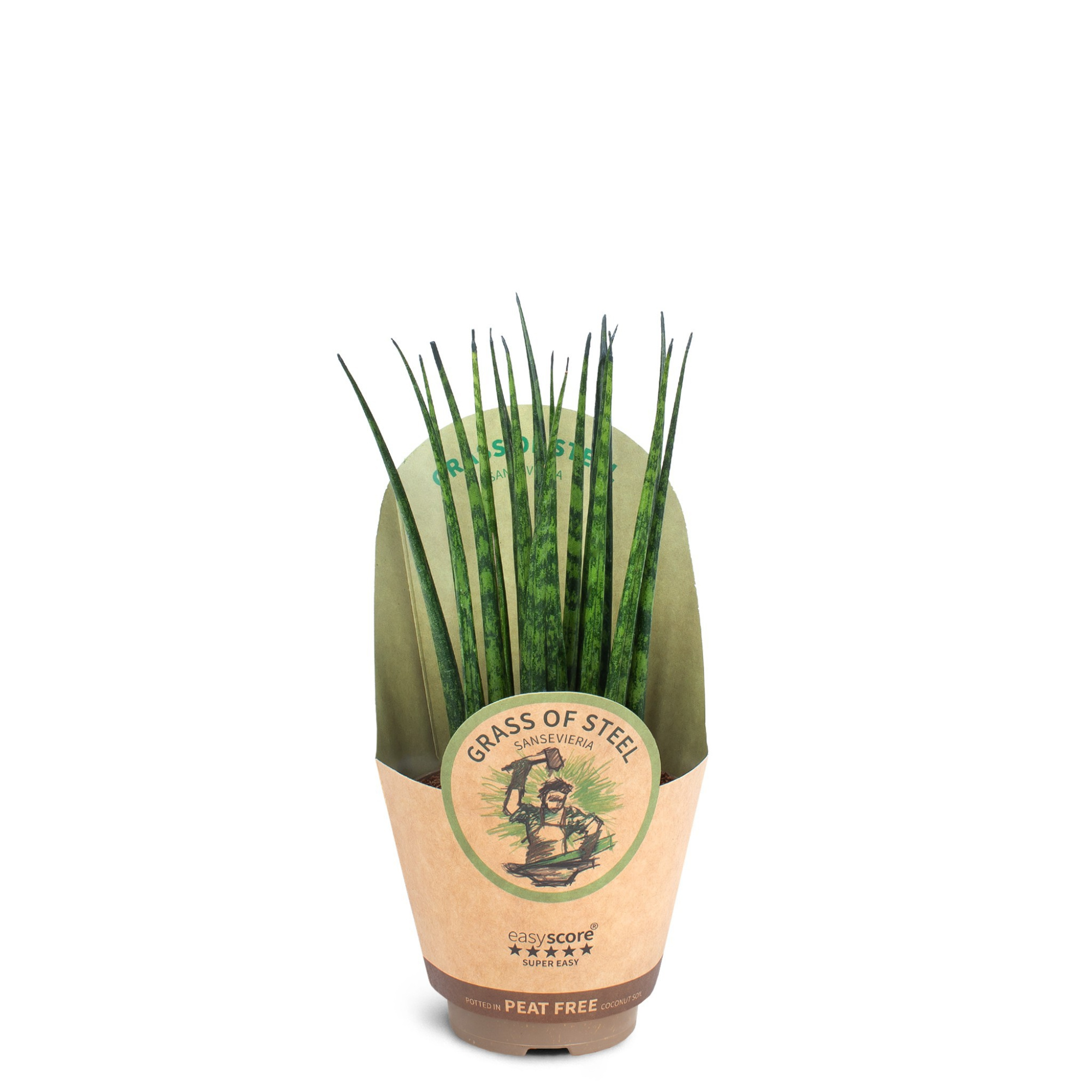 Sansevieria ´Fernwood´, D 9