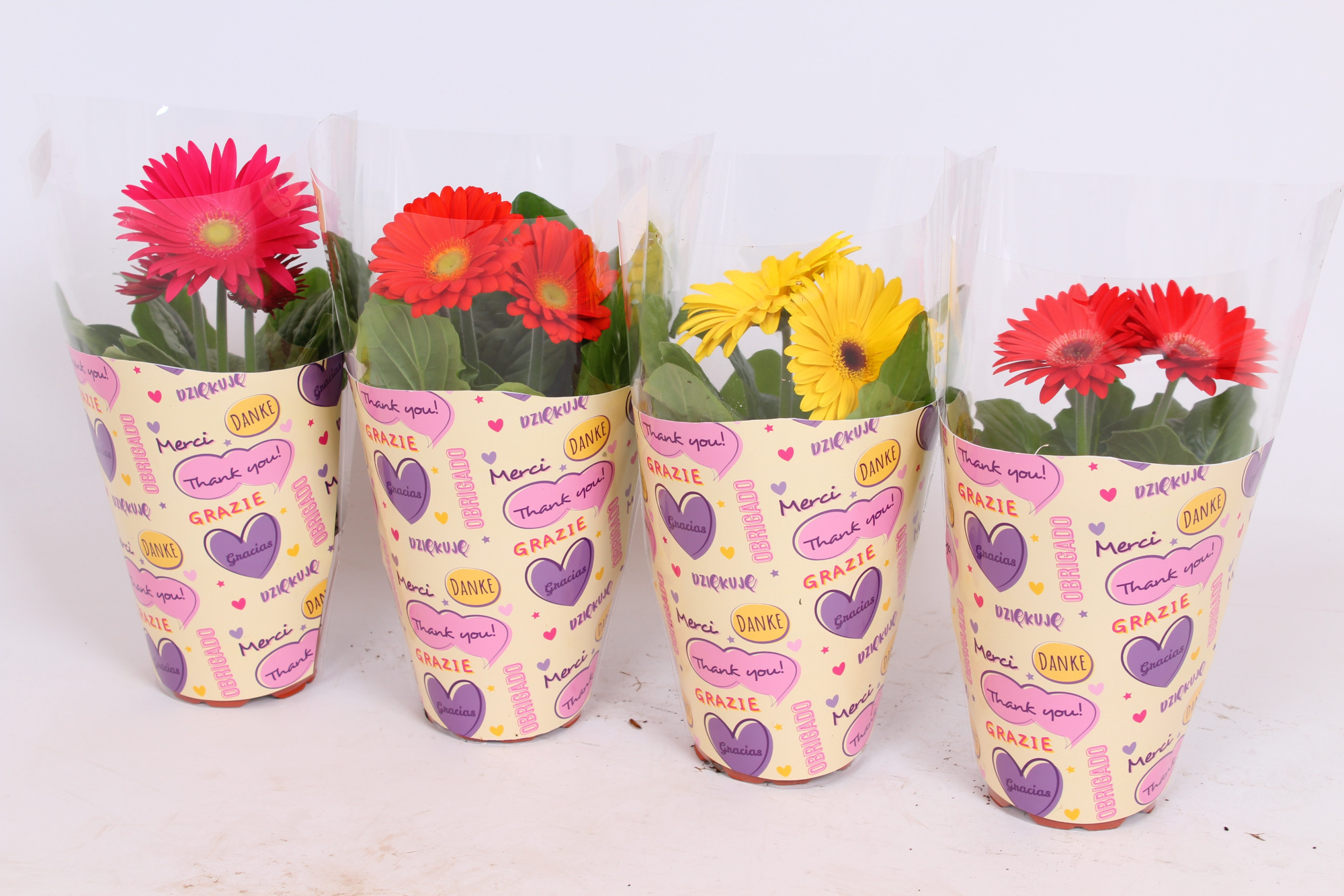 Gerbera in Thank you/Merci/Danke/Grazie hoes, D 12 cm