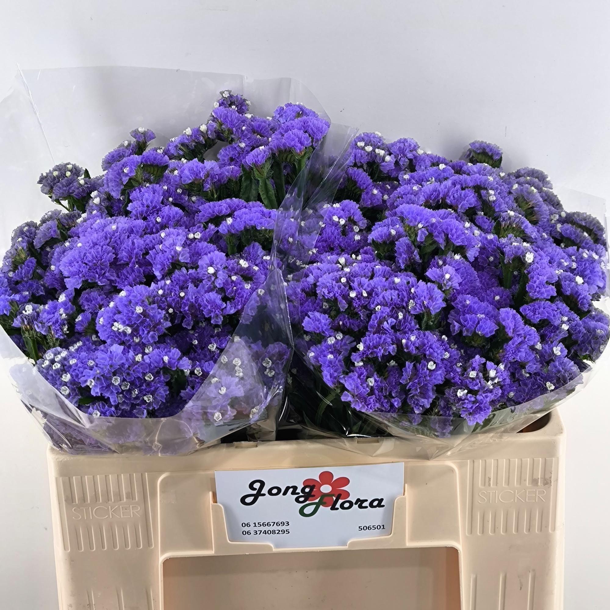 Статица Ливайс Вингз 50, шт.