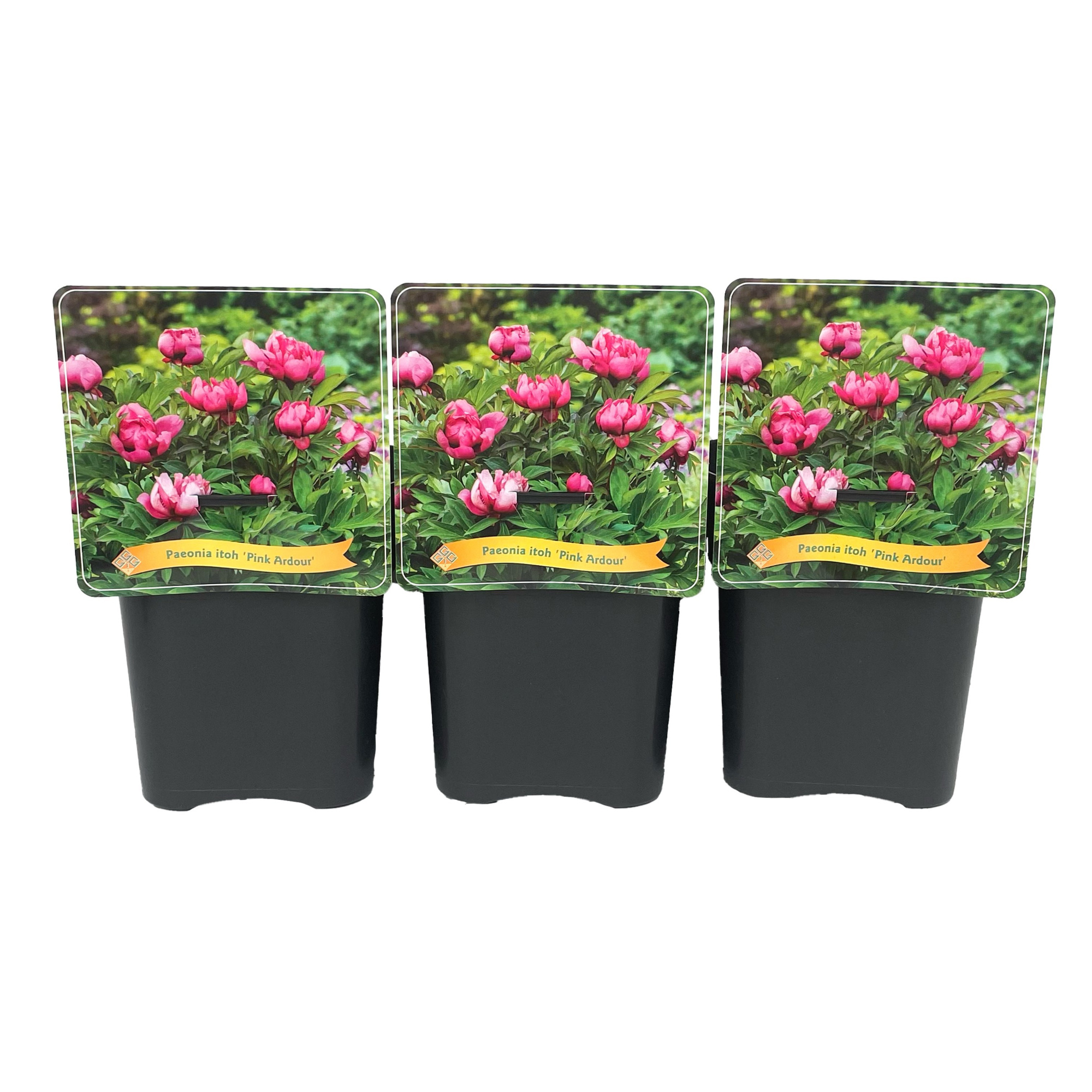 Paeonia Itoh 'Pink Ardour' C5, D 21 cm