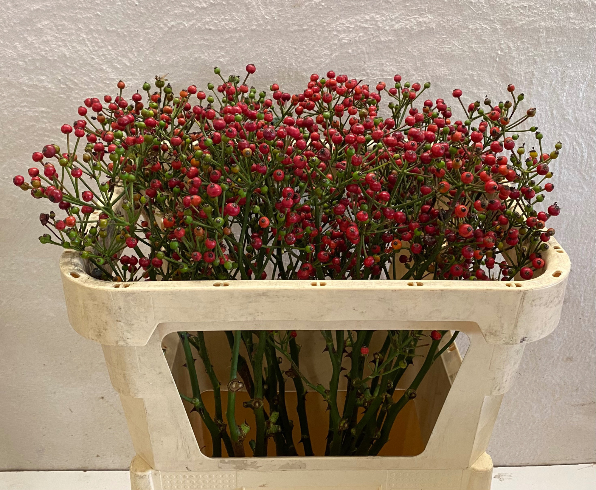 Рузботель Рэд Перл Хипхоп 70, шт.