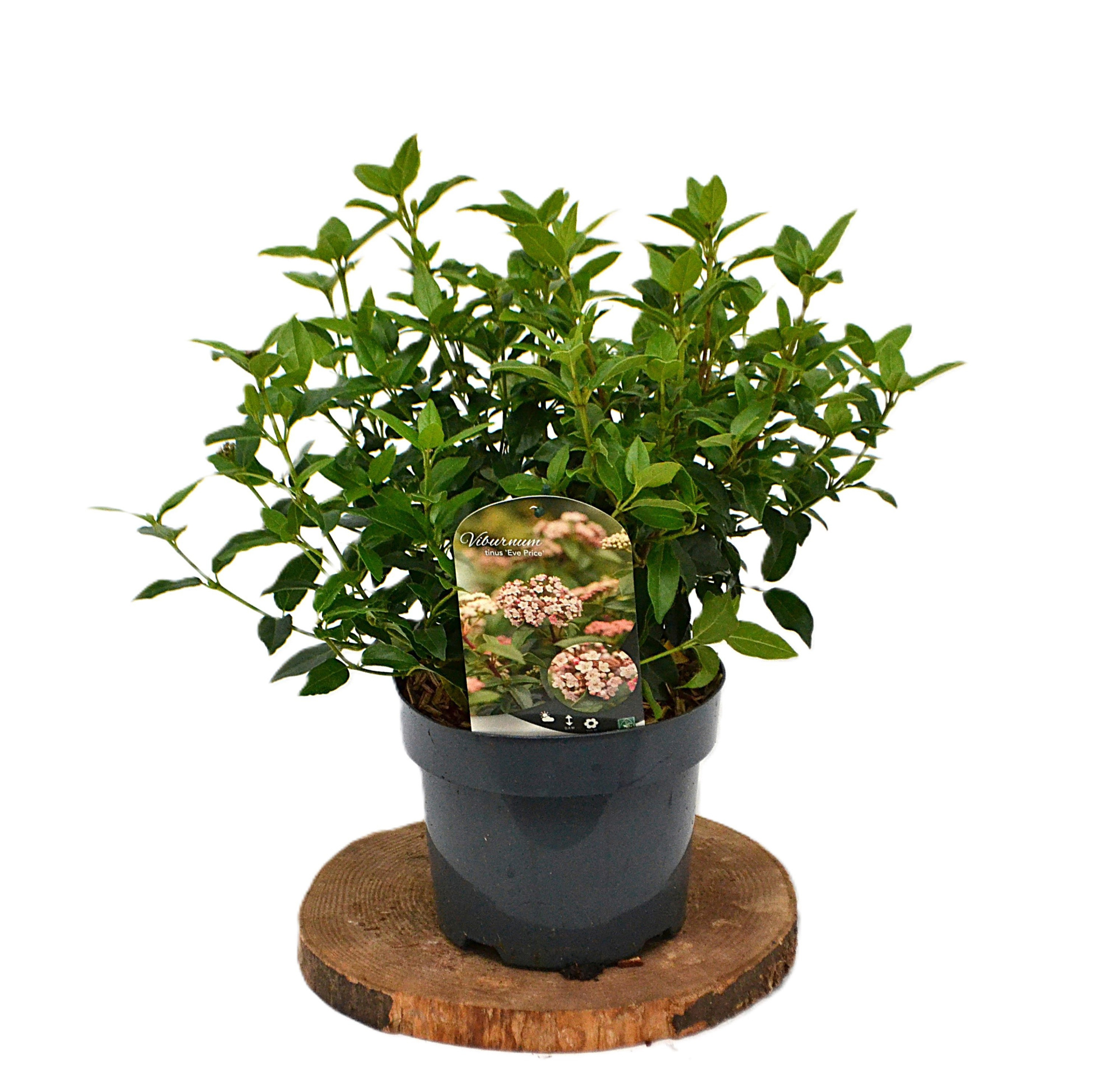 Viburnum tinus Eve Price C3, D 19