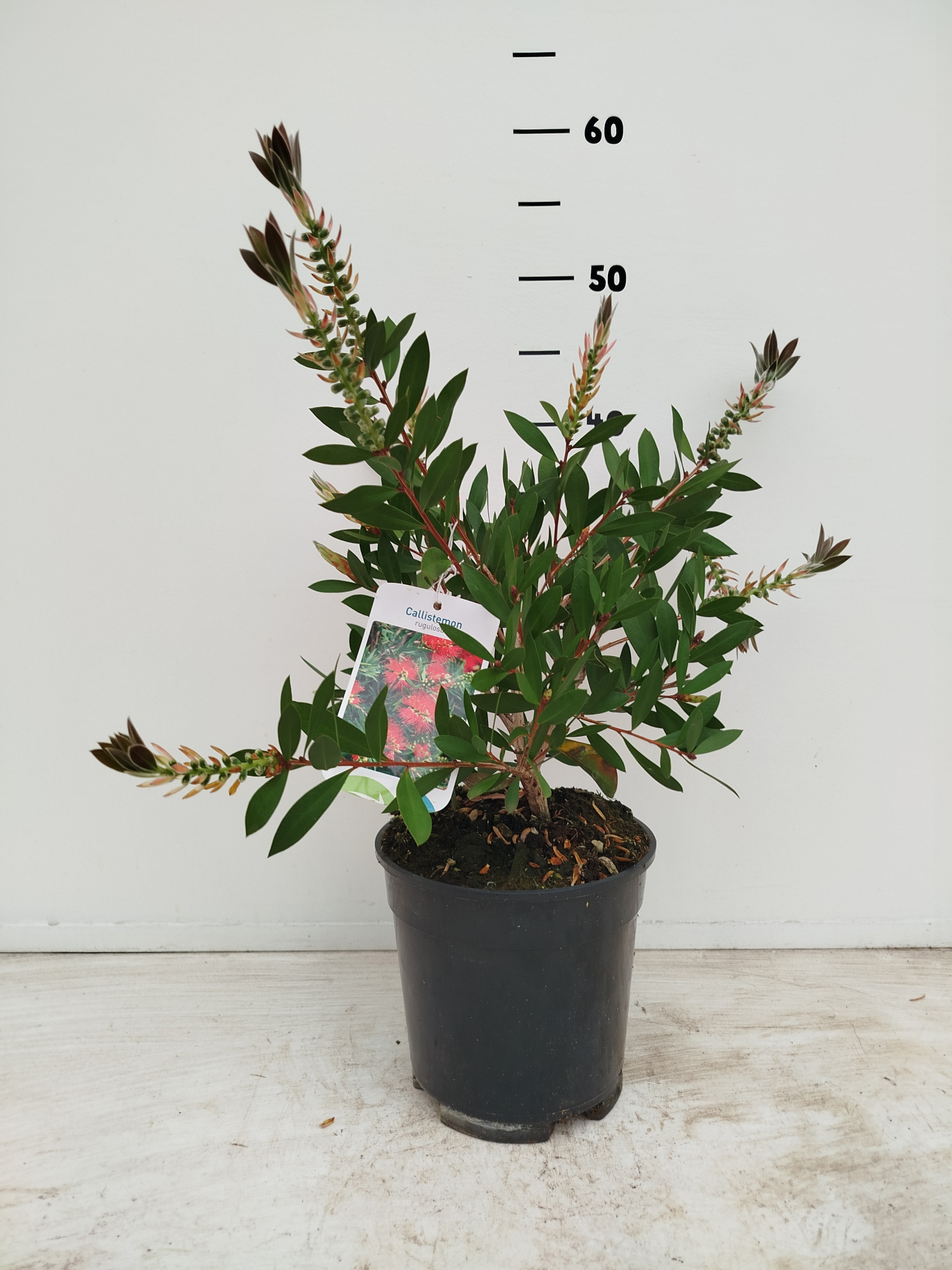 Callistemon citrinus 'Splendens', D 17