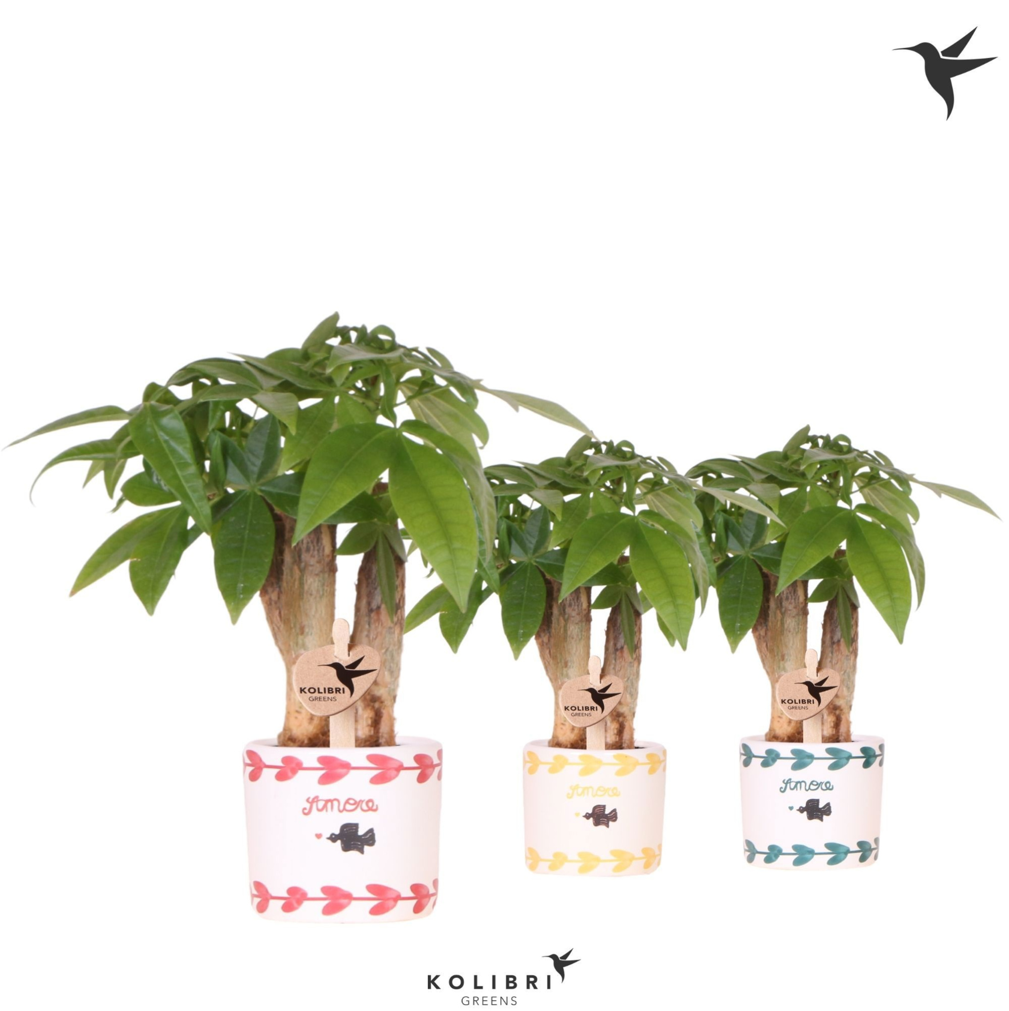 Kolibri Greens Pachira in Amore pot mix, D 6