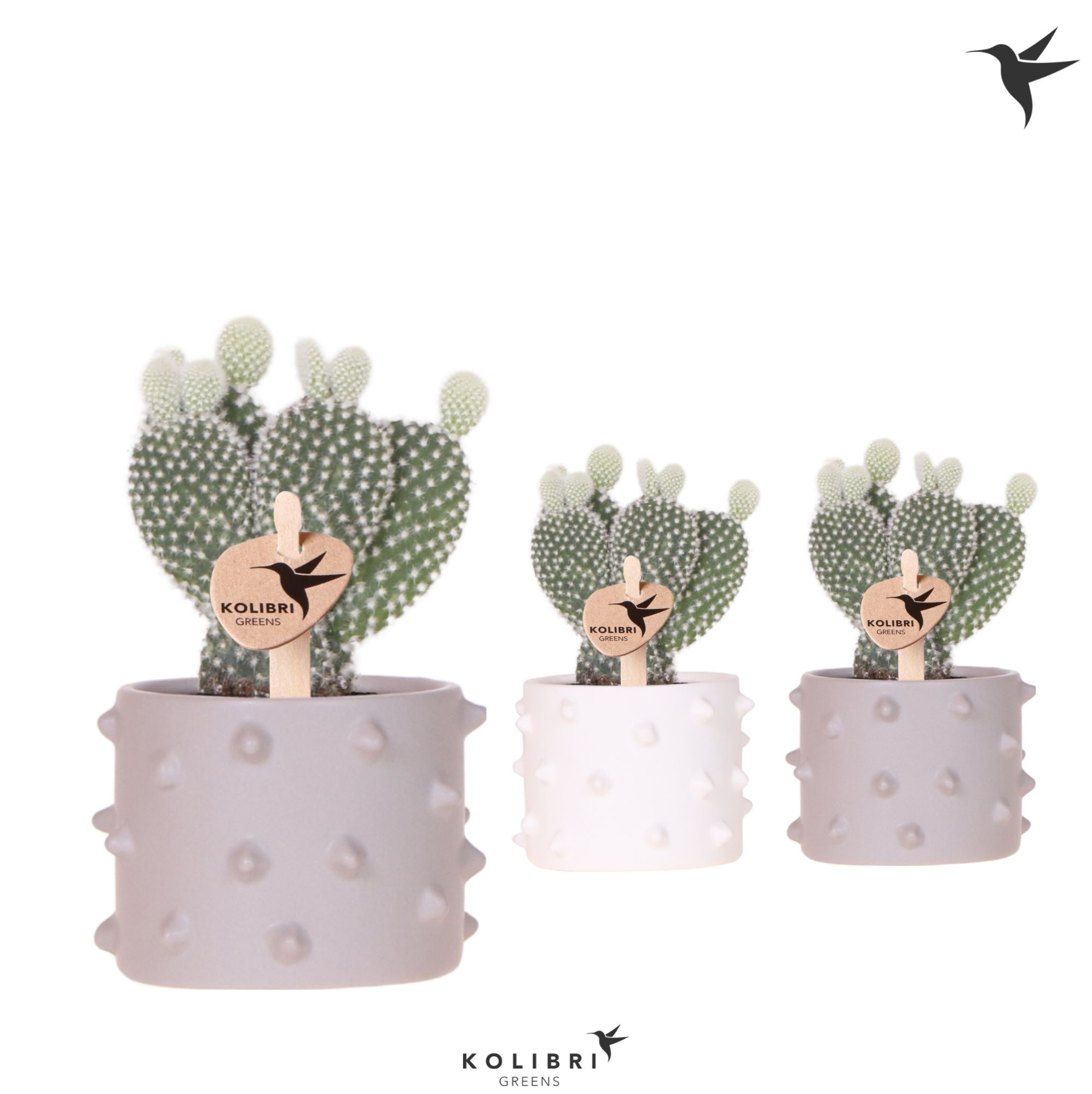 Kolibri Greens Opuntia white in Spike pot mix, D 6 cm