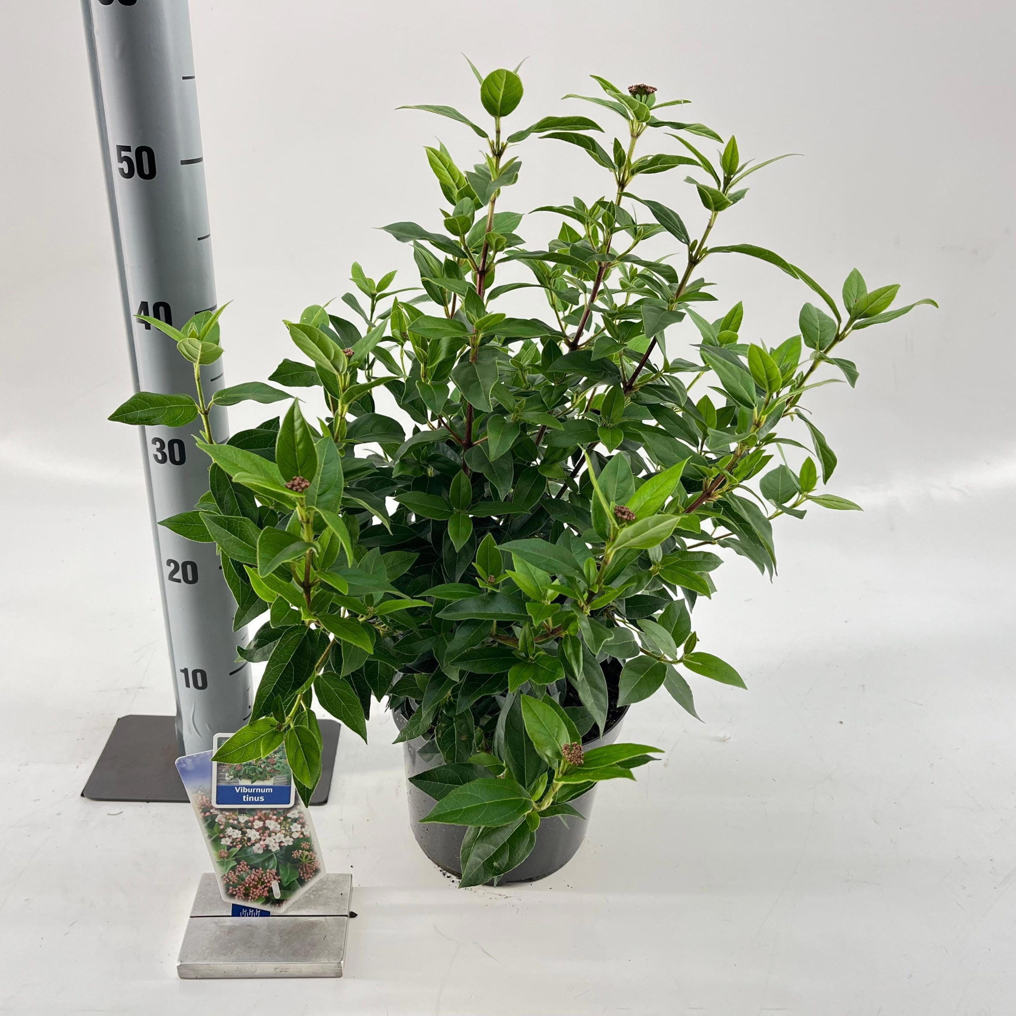 Viburnum tinus, D 19 cm