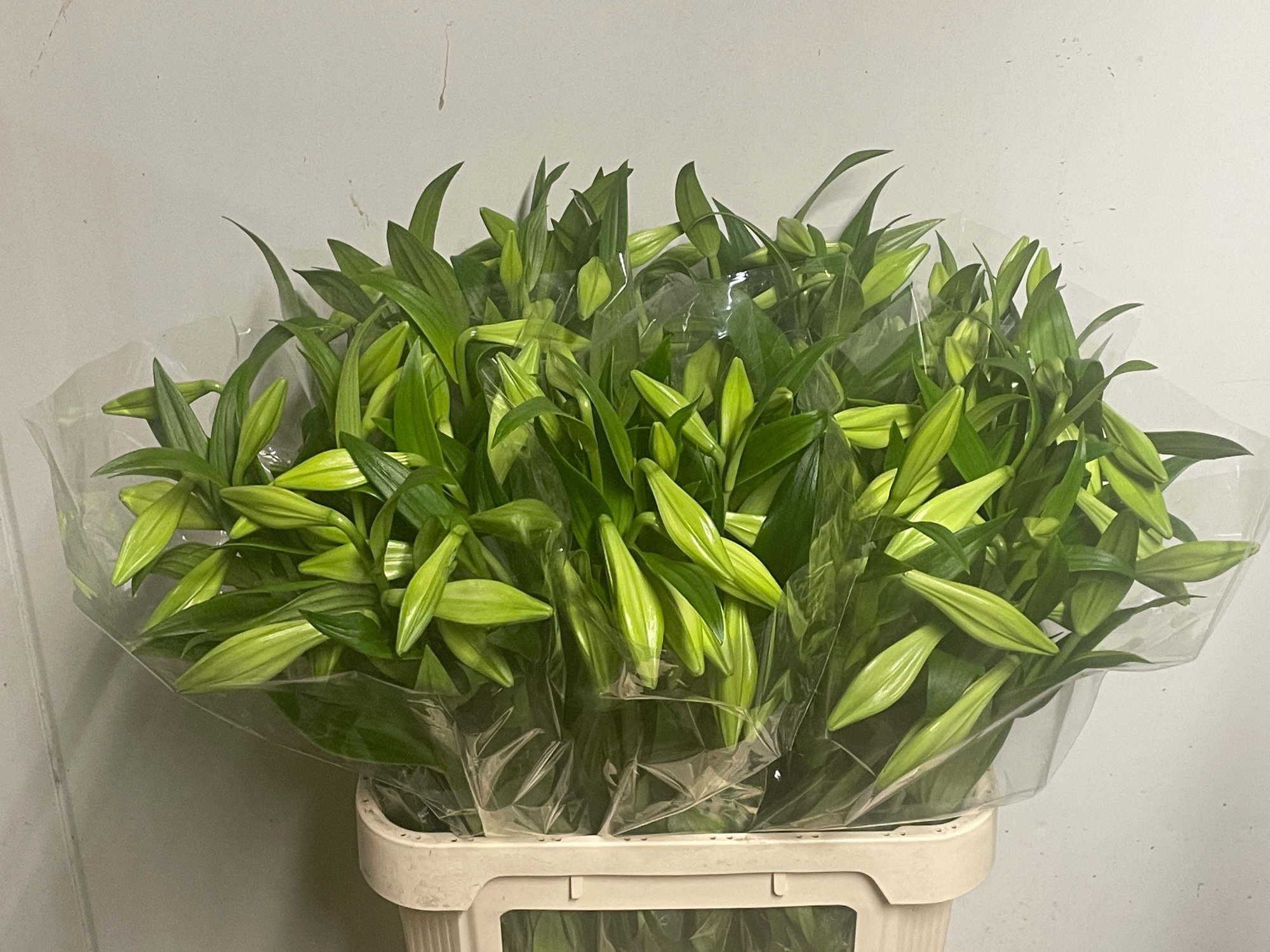 Лилия Вайт Хэвен 90, шт.