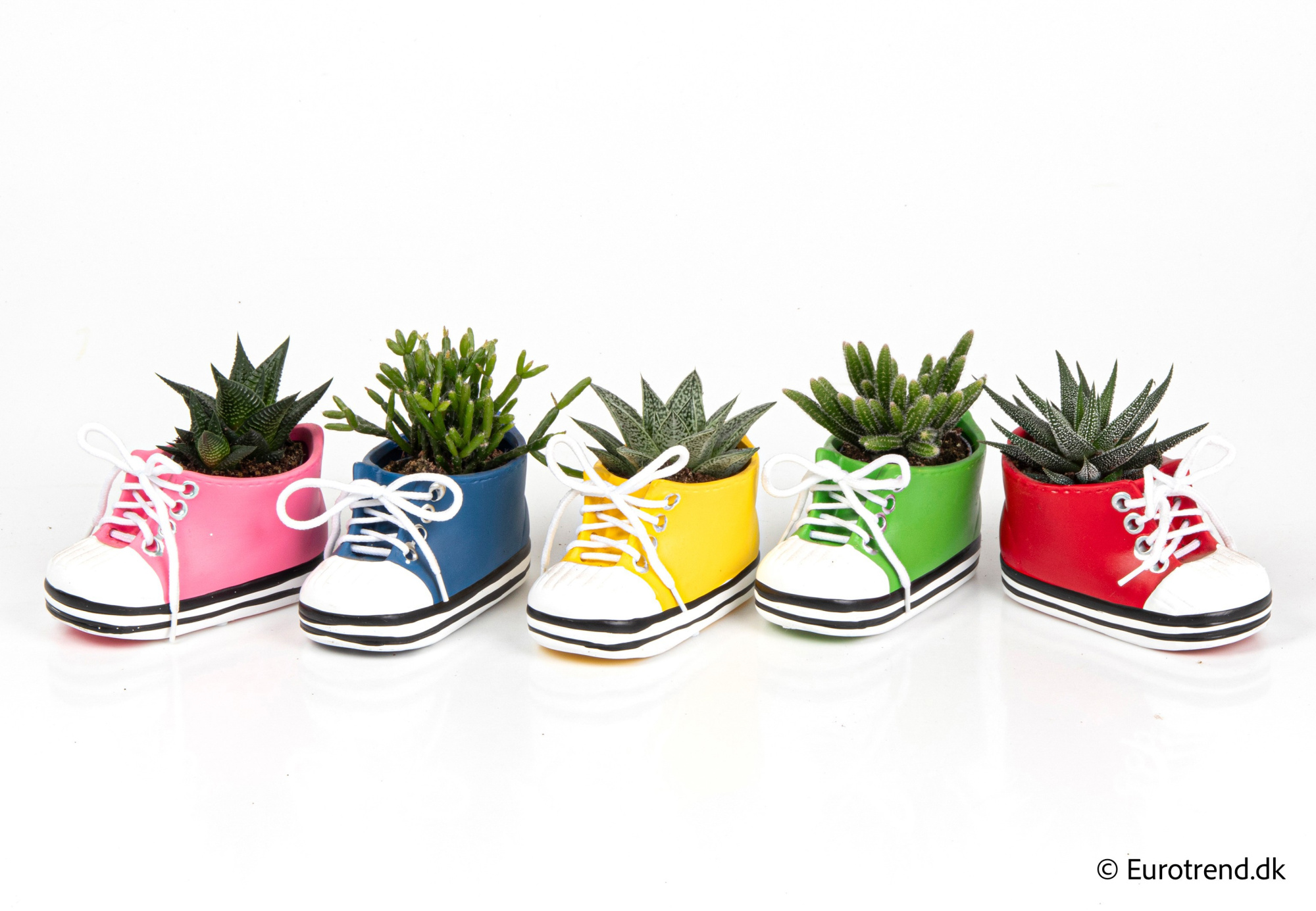 Succulent Mix in Spring, Summer & Autumn ceramic 2026, D 6