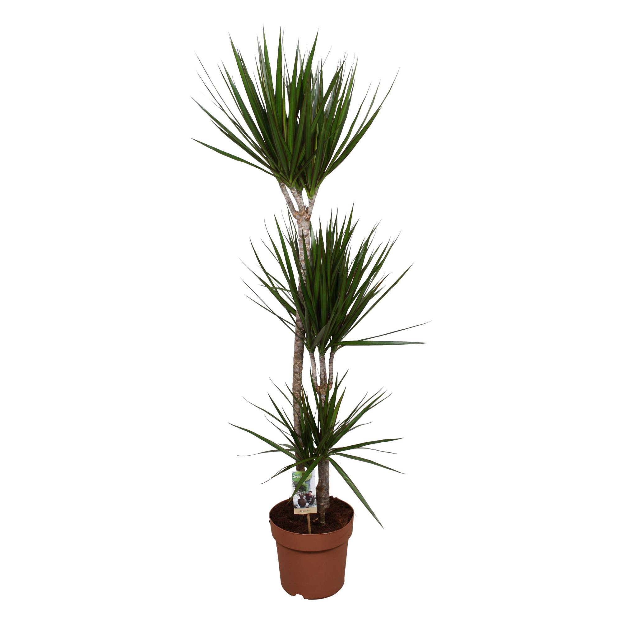 Dracaena Marginata 90-45-15, D 24