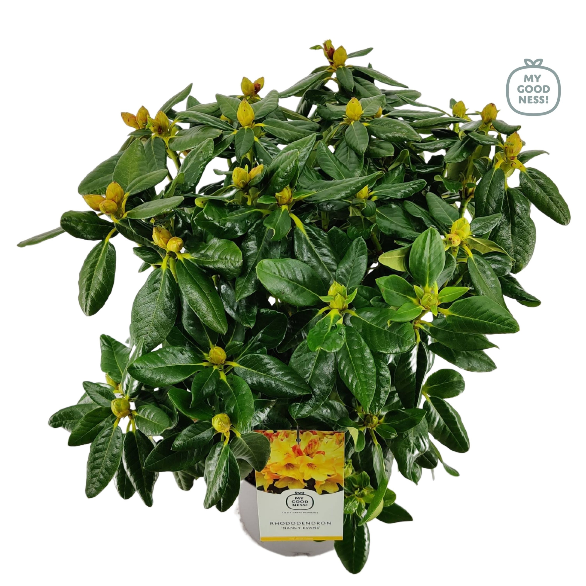Rhododendron 40-50 /5 liter 'Nancy Evans', D 23 cm