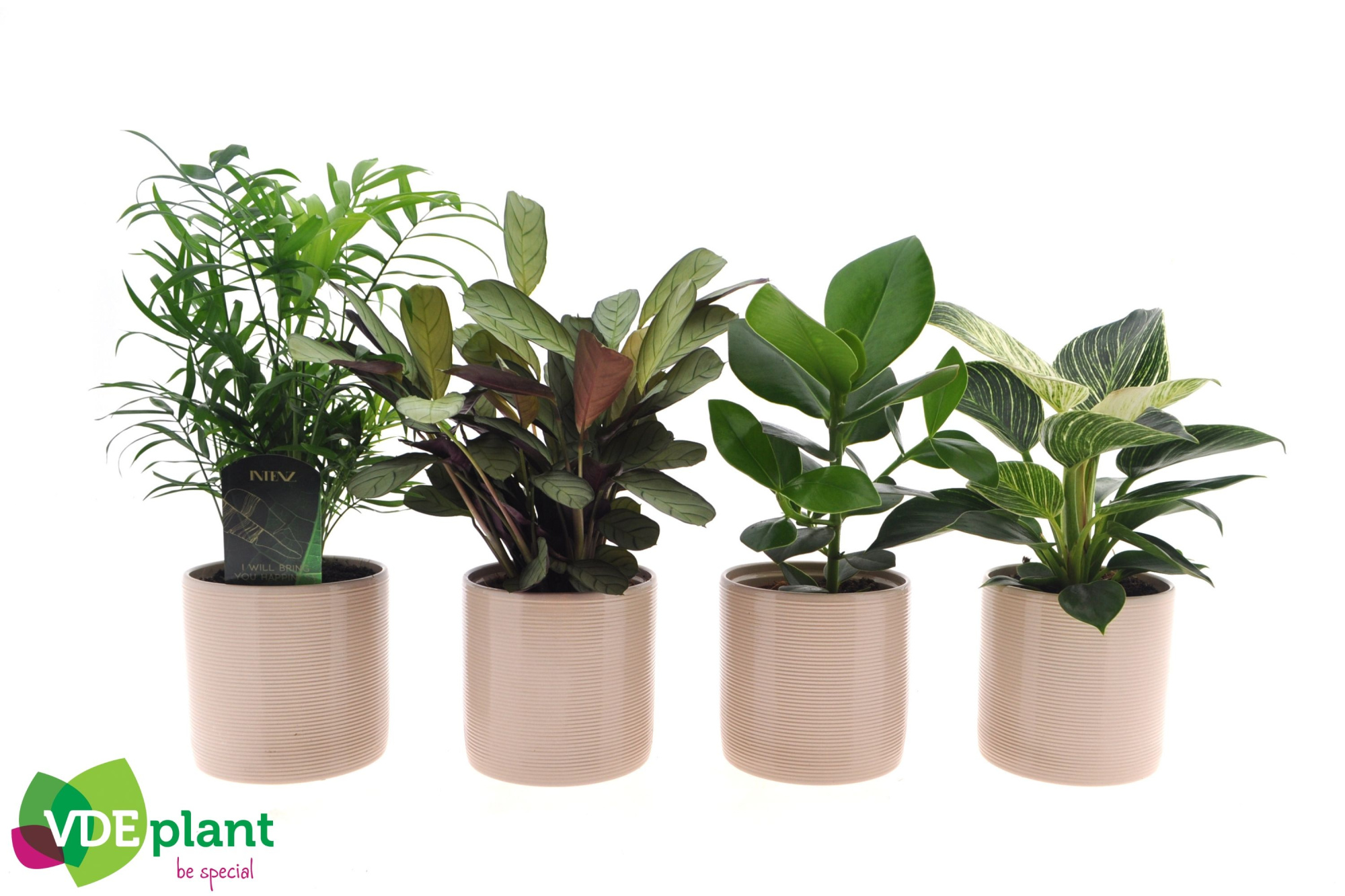 Intenz mix in Havana 12cm, D 12 cm