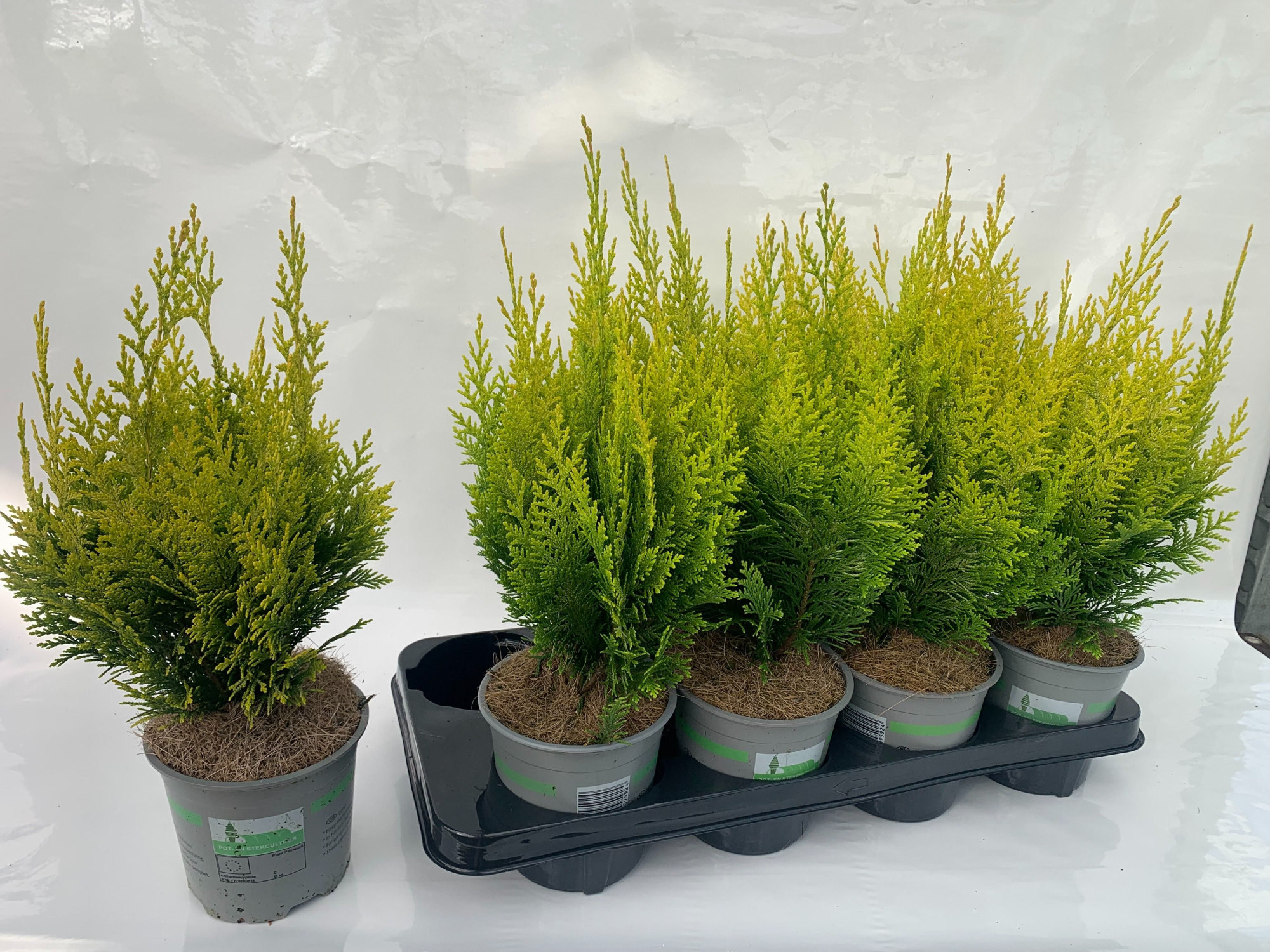 Cham. laws Ivonne, D 13 cm