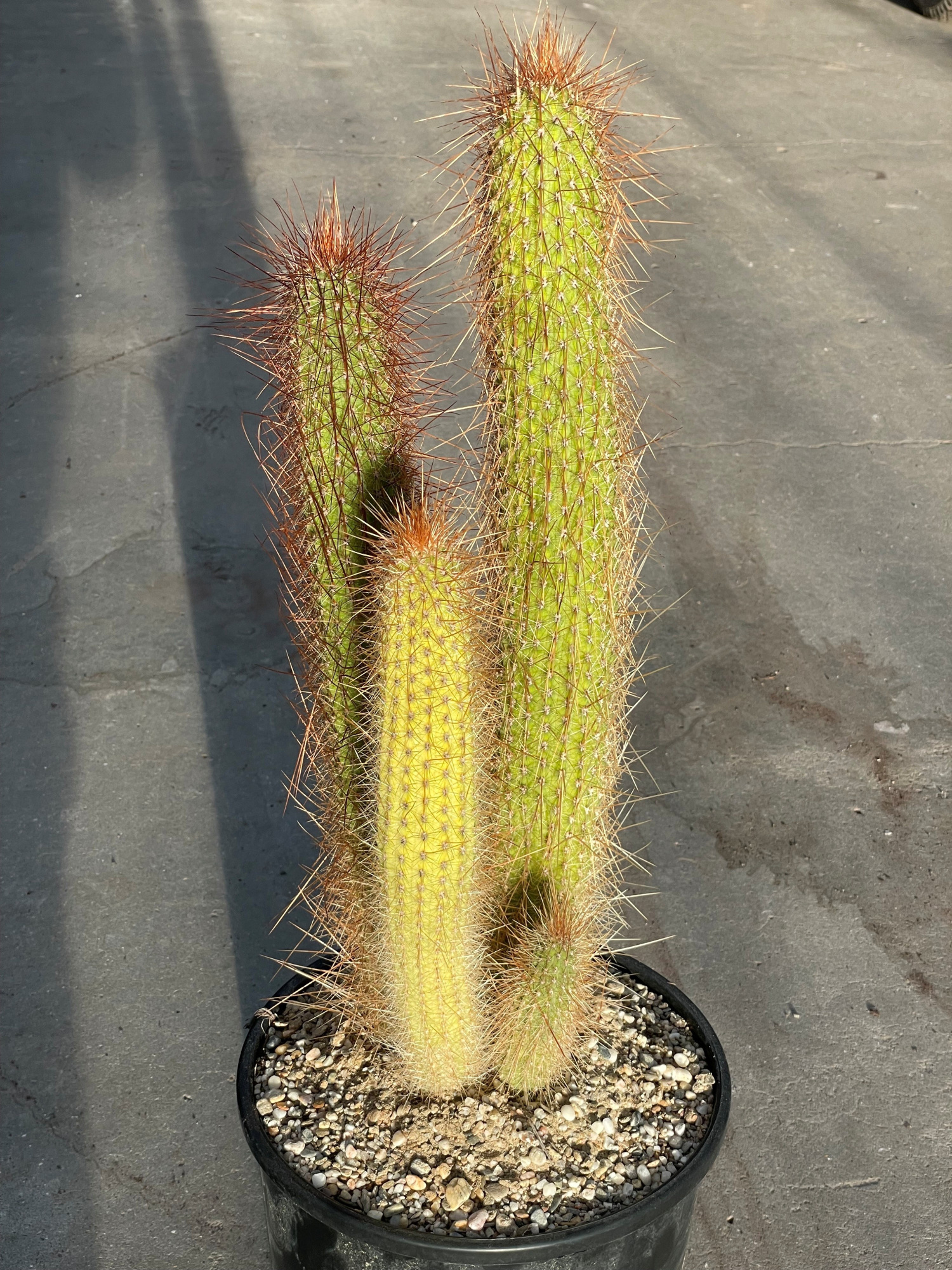 812 Pilocereus palmerii 25, D 25