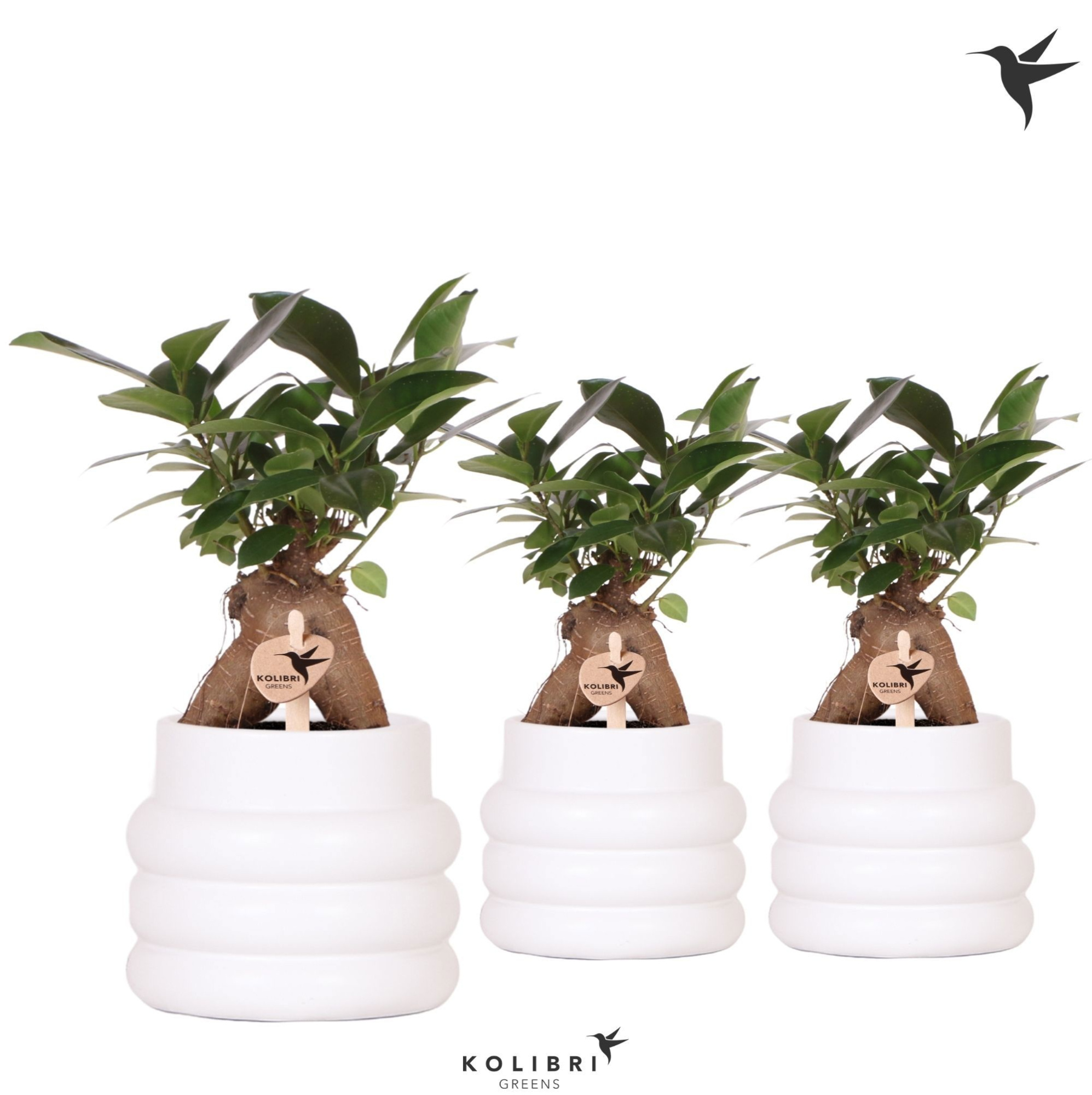 Kolibri Greens Ficus Ginseng Retusa in Bubble pot white, D 9 cm