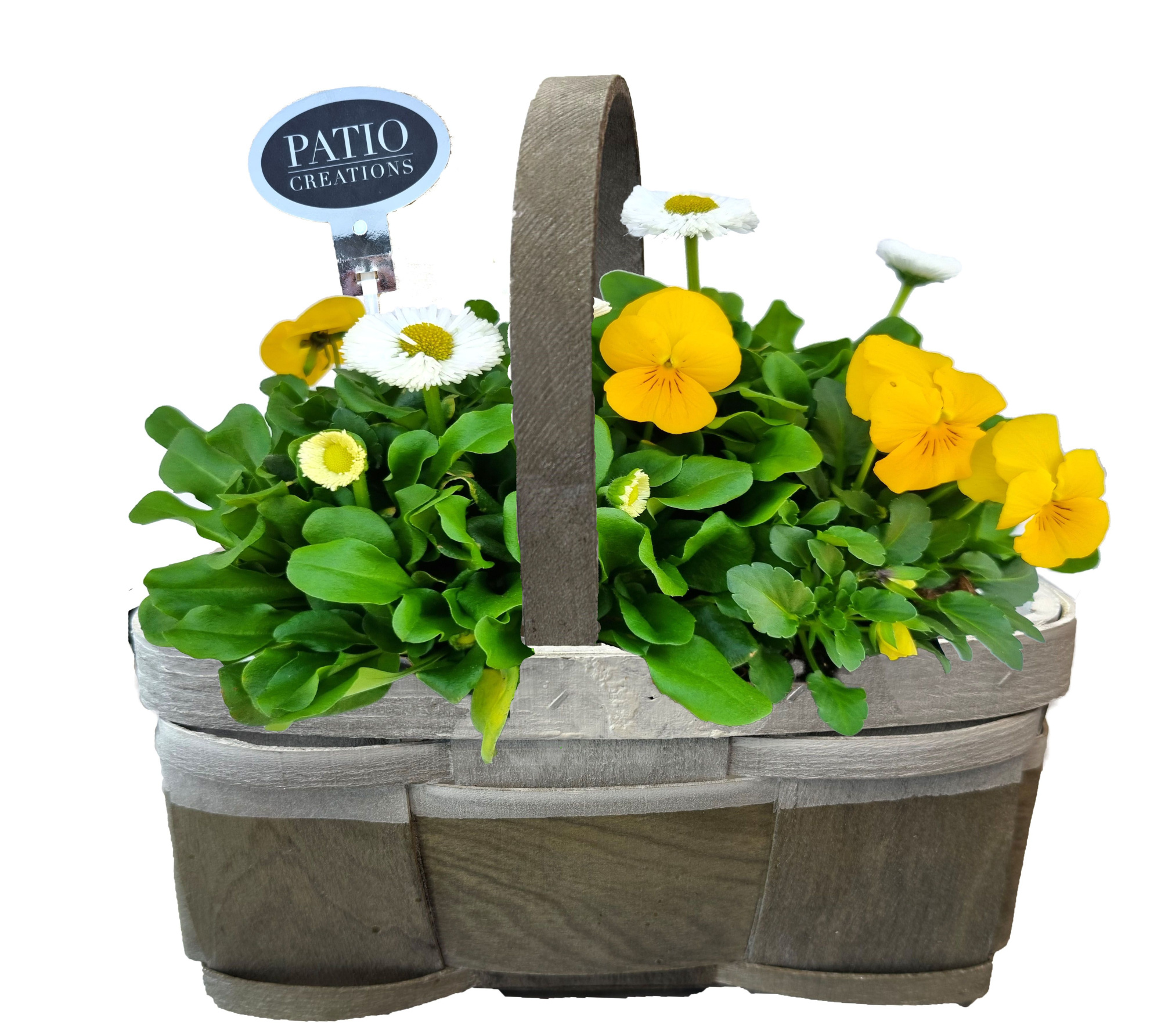 VB826-9001 Viola/Bellis Fenna houten handvat S, D 21