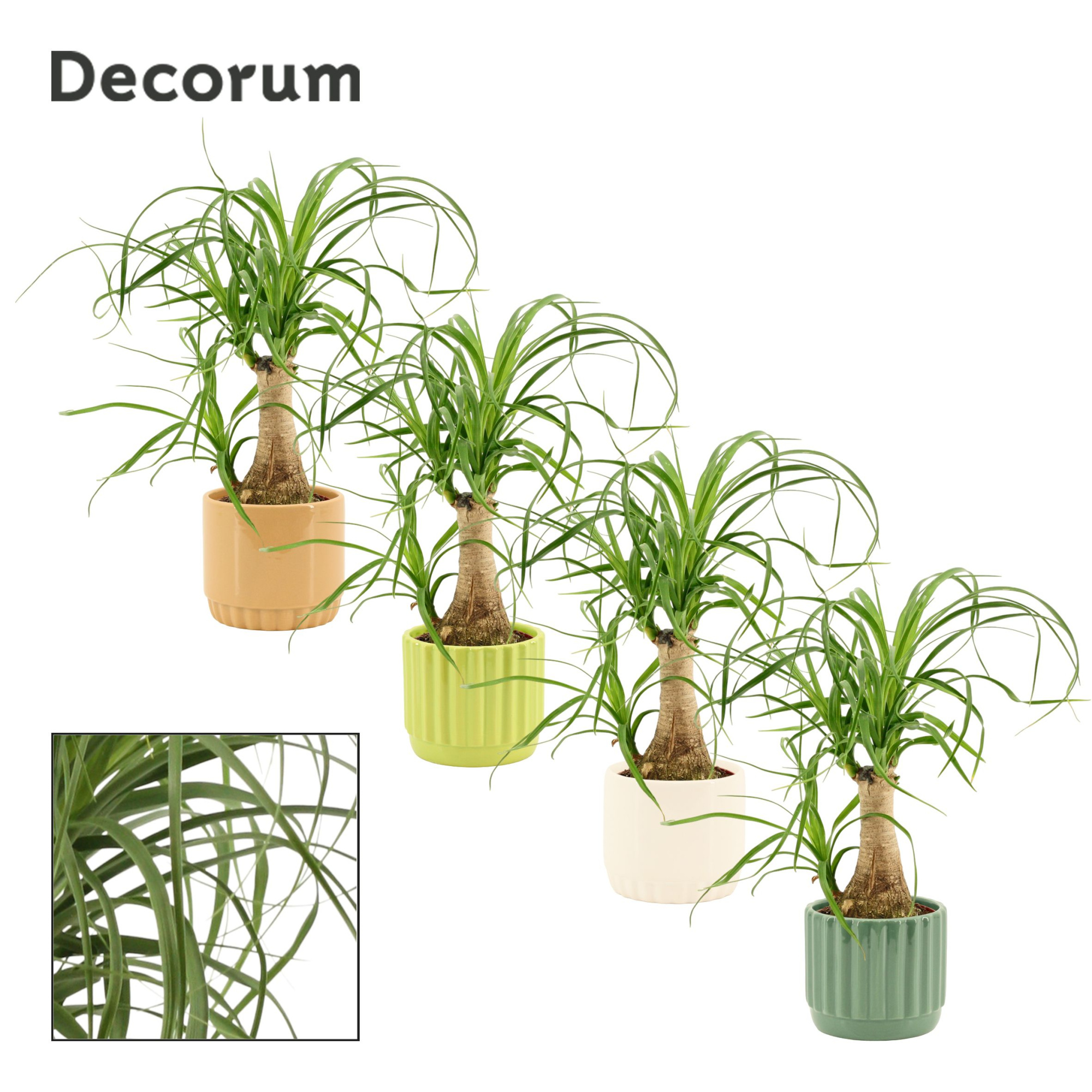 Beaucarnea Recht 9 cm in Liam (Natural bubble-collection), D 9