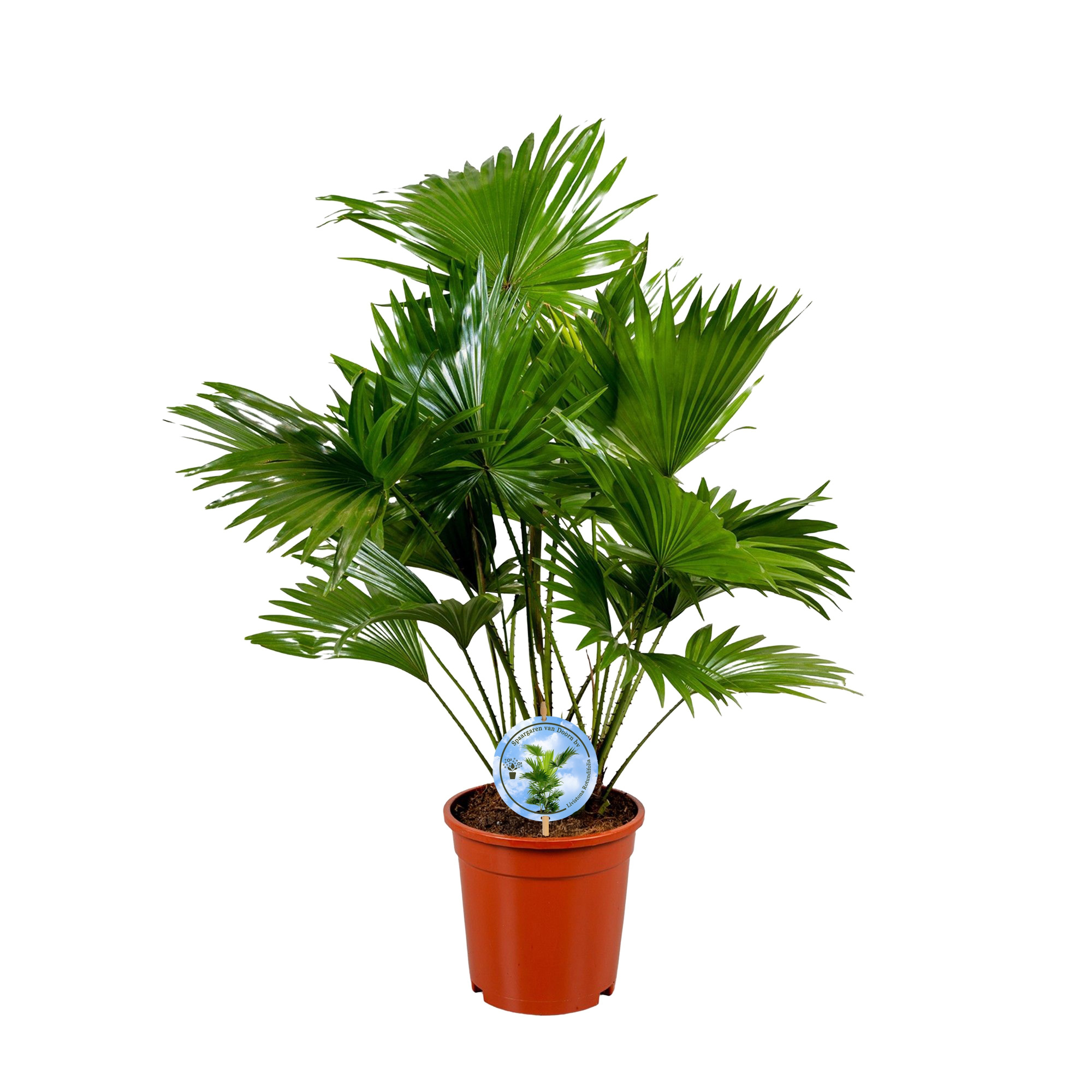 Livistona rotundifolia 17 cm"Disc Etiket, D 17
