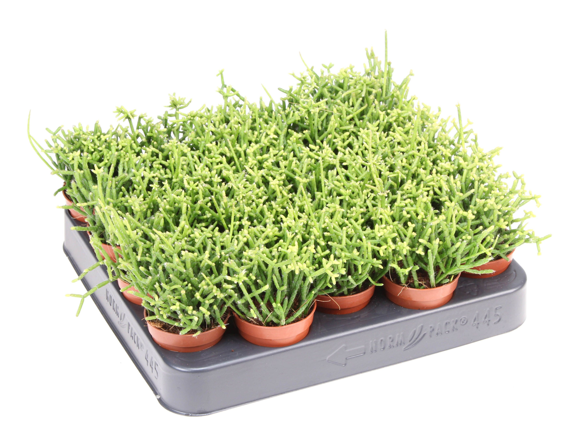 Rhipsalis cereuscula, D 5,5