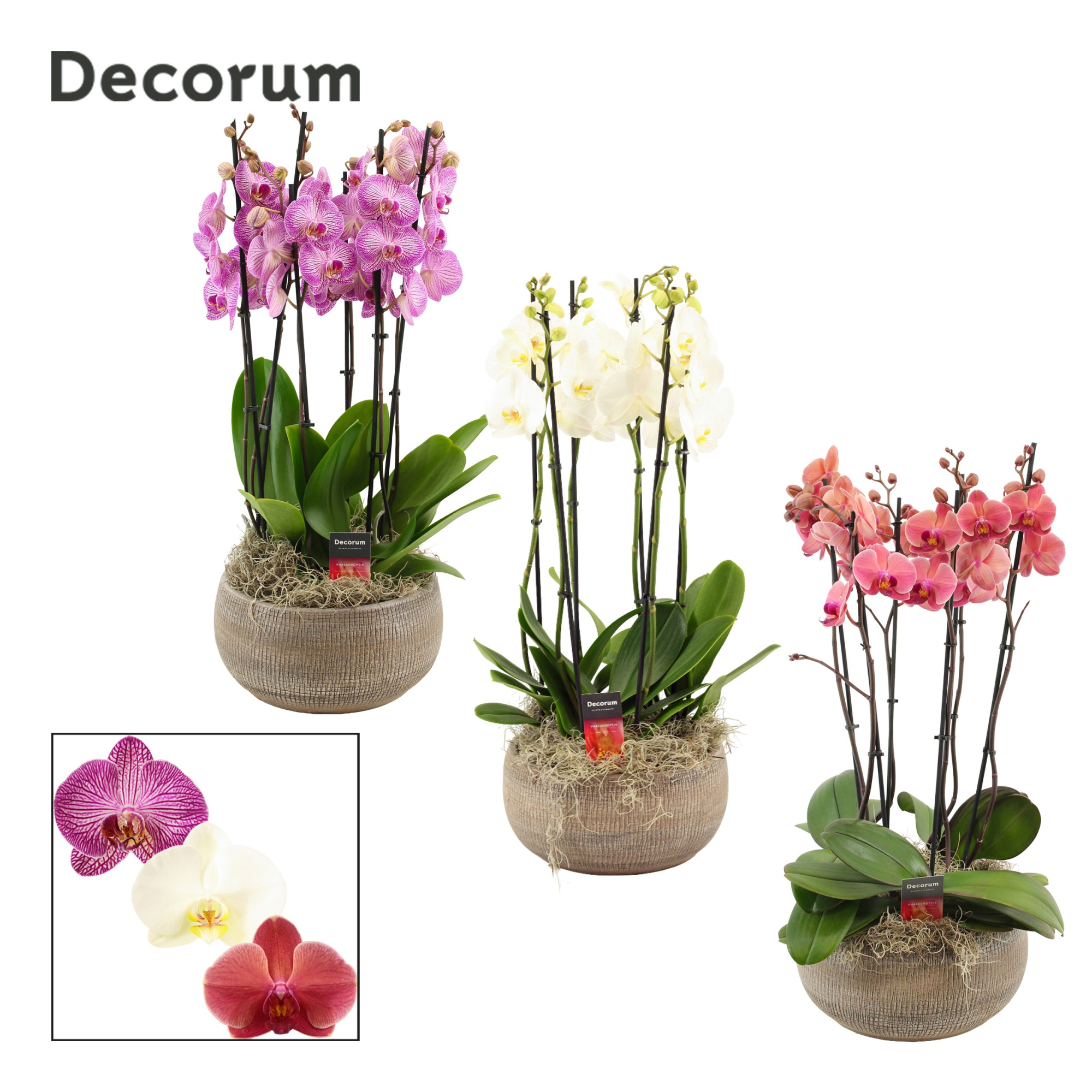 Bianca 6 tak symphony mix (Deco-collection), D 27