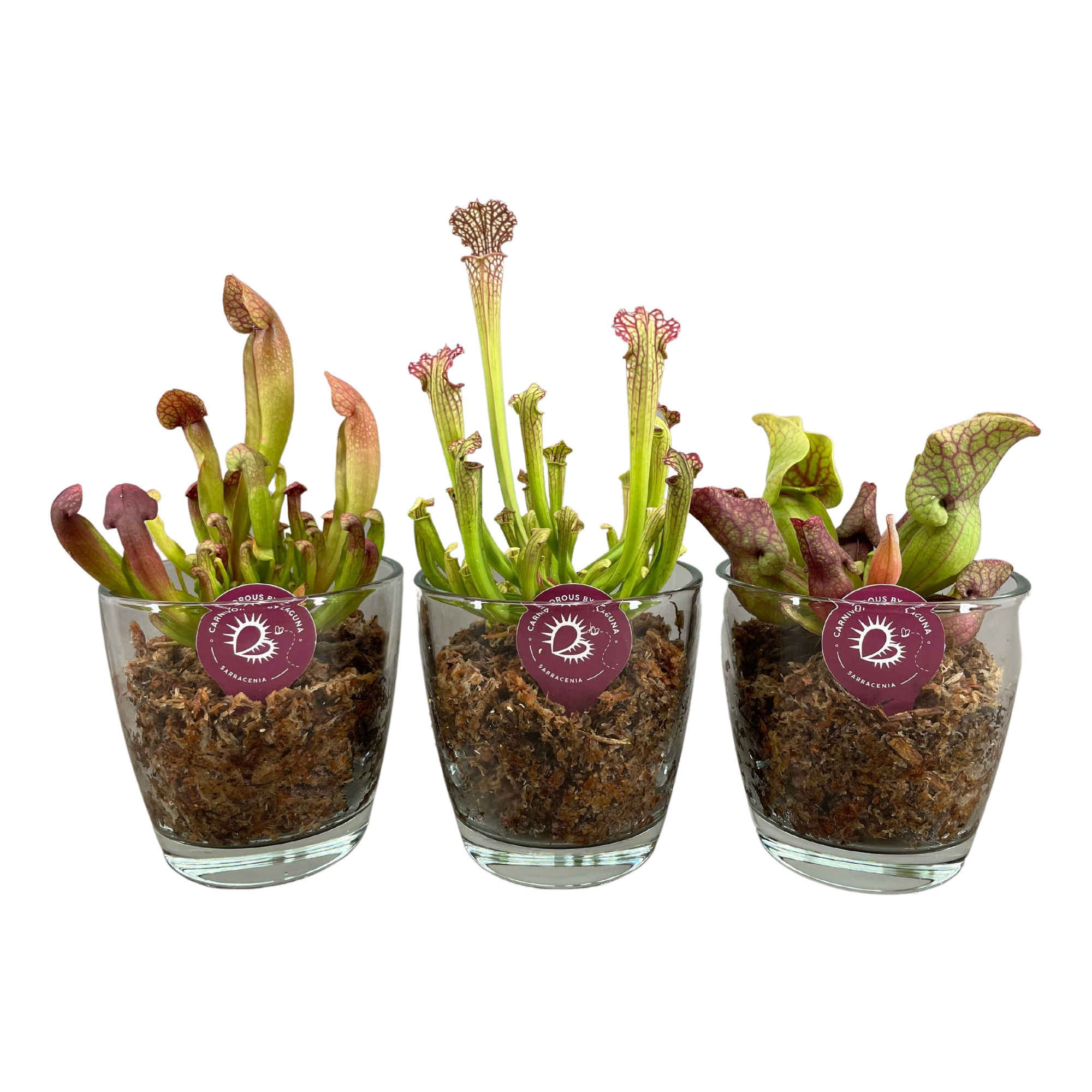 Sarracenia mix in konisch glas met mos, D 13