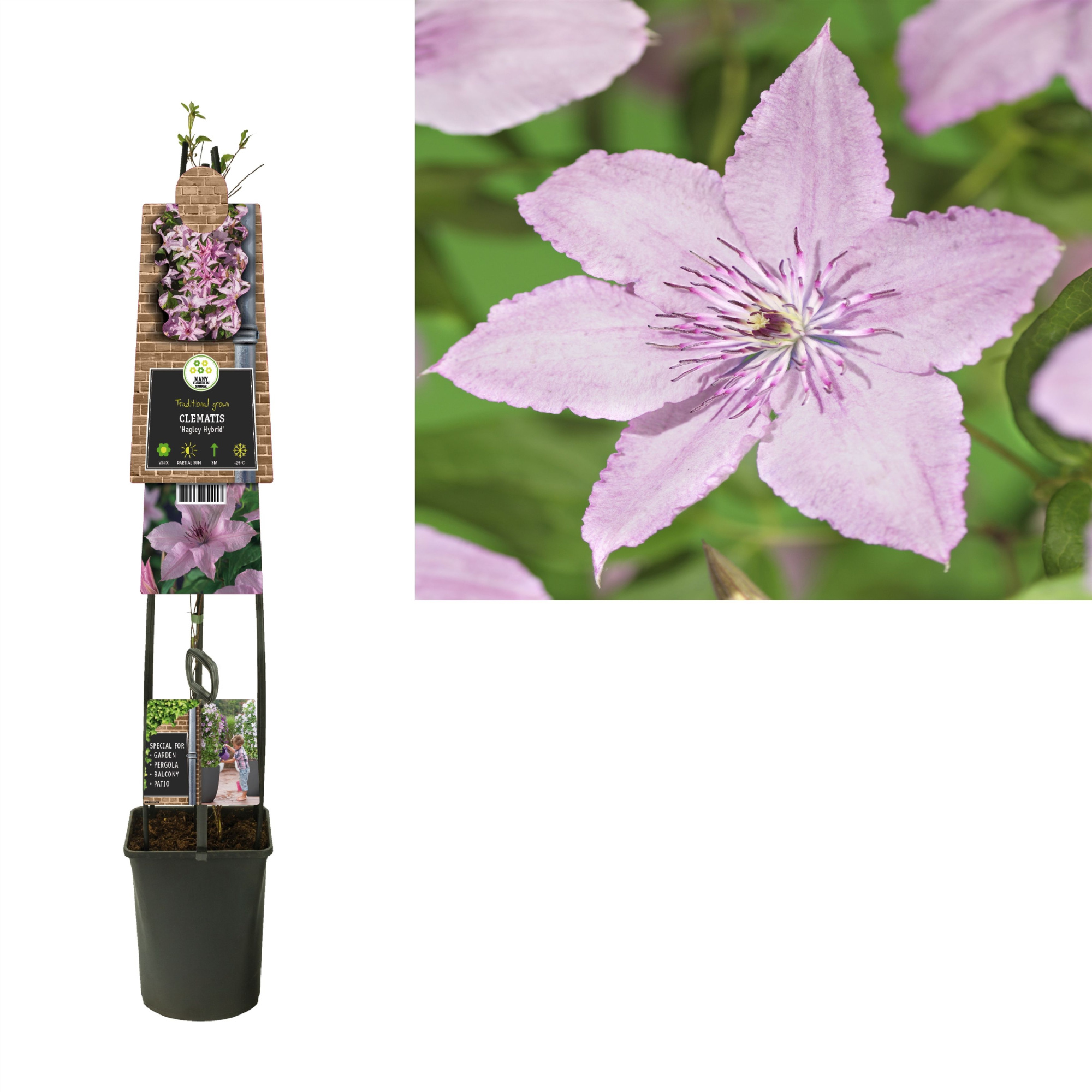 Clematis 'Hagley Hybrid' +3.0 label, D 23 cm
