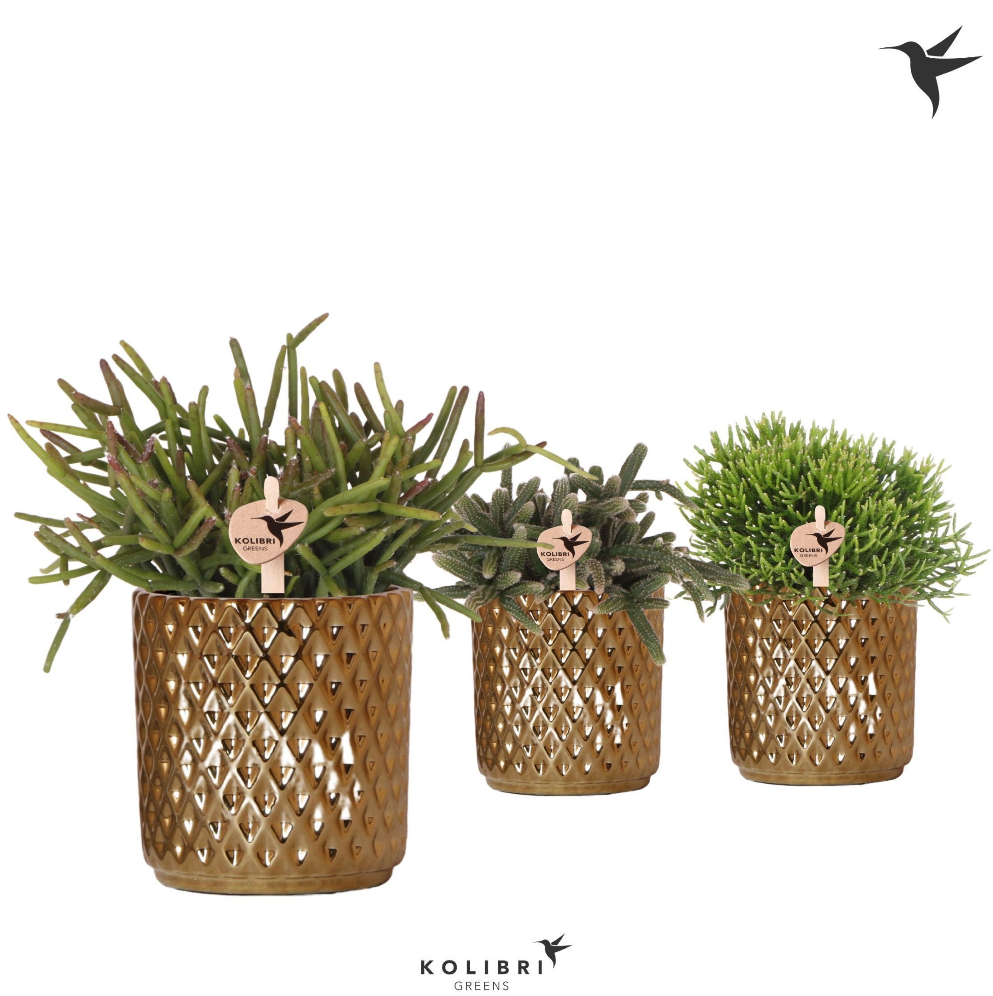 Kolibri Greens Rhipsalis mix in Diamond pot gold, D 9 cm