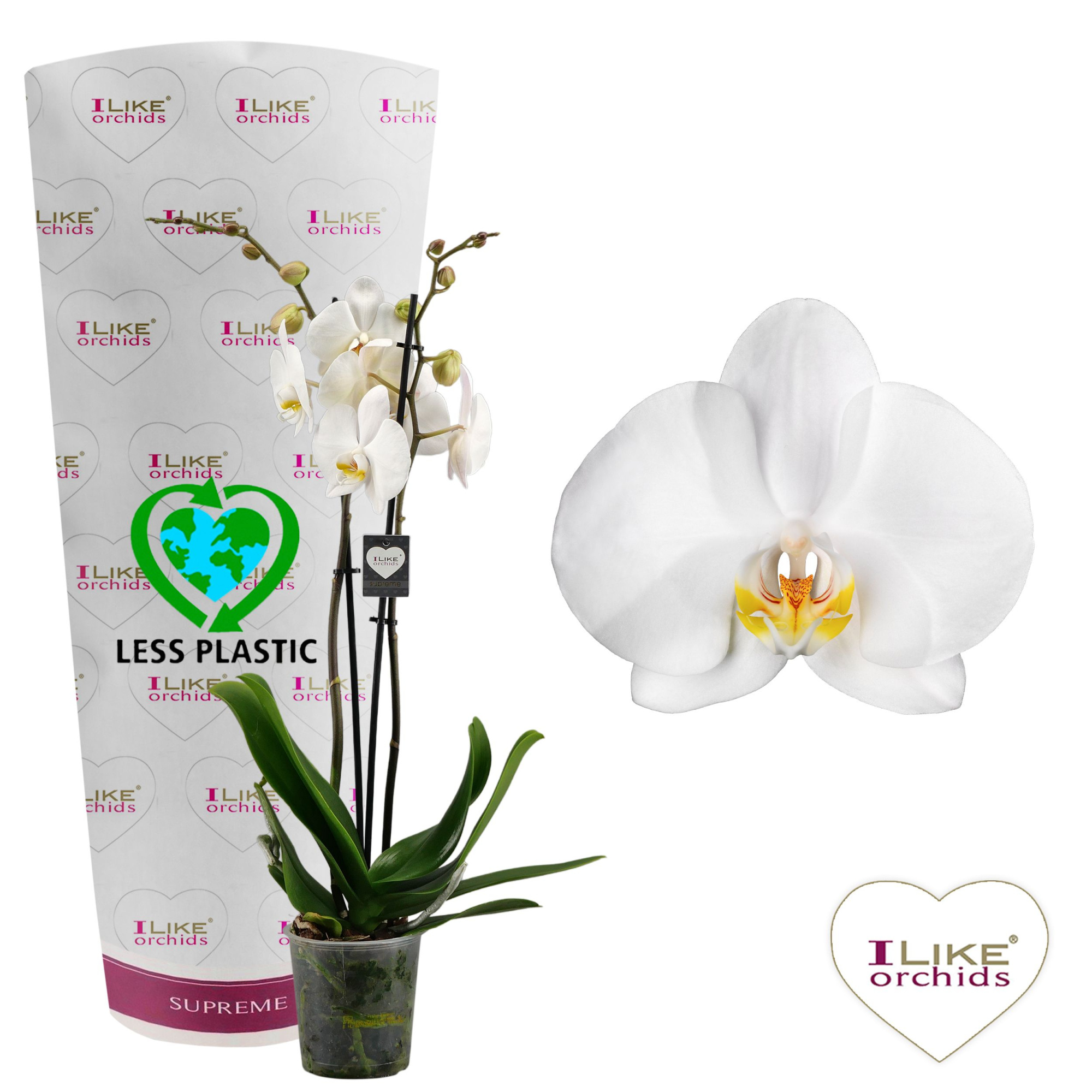 Phalaenopsis Cambridge - 2 tak 60cm (Less Plastic), D 12 cm