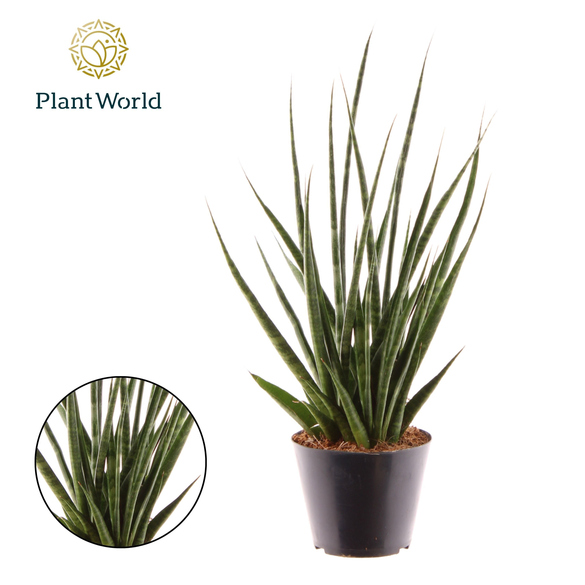 Sansevieria 'Digitorum' P10,5, D 10,5 cm