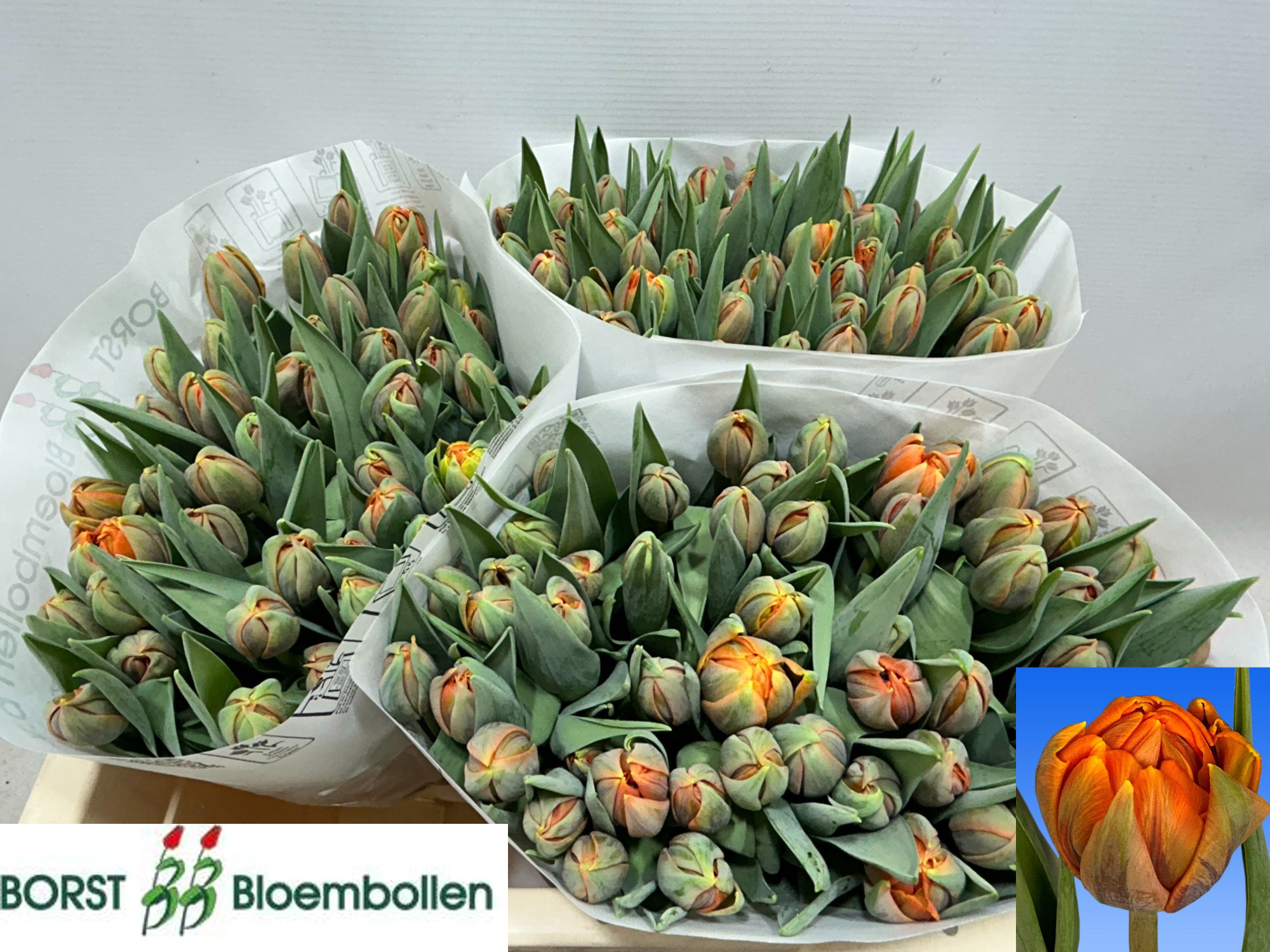 Тюльпан дв. Оранж Принцесс (оранж.), шт.