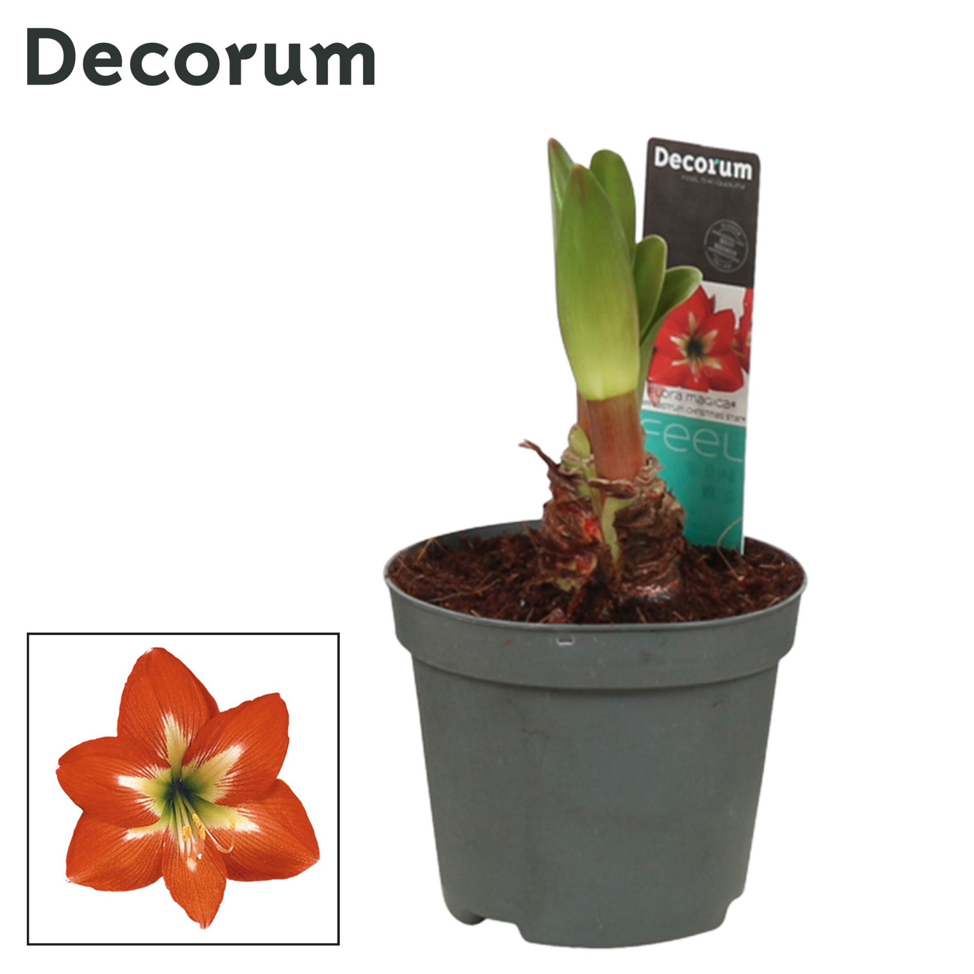 Amaryllis Kolibri Christmas Star 2 Knop (Decorum), D 9 cm