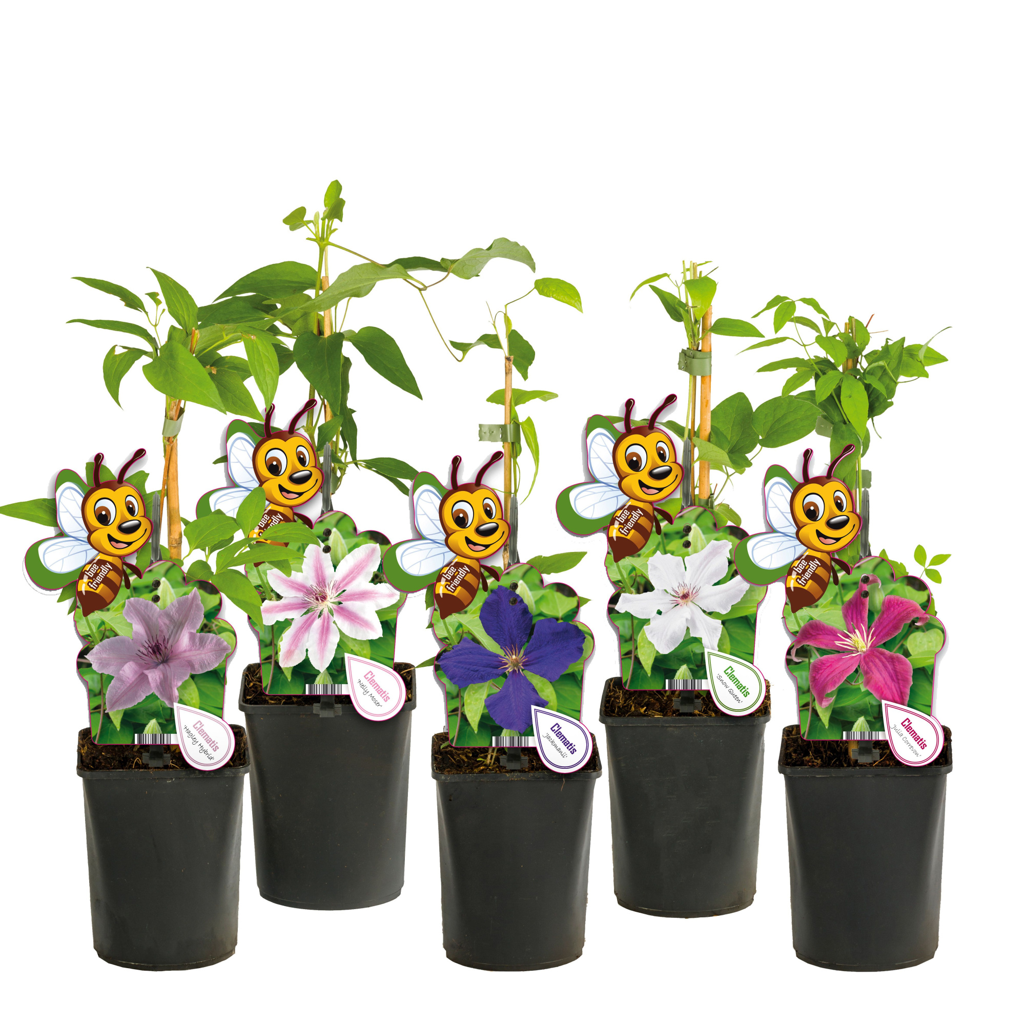Mix CC Clematis +bee label, D 11