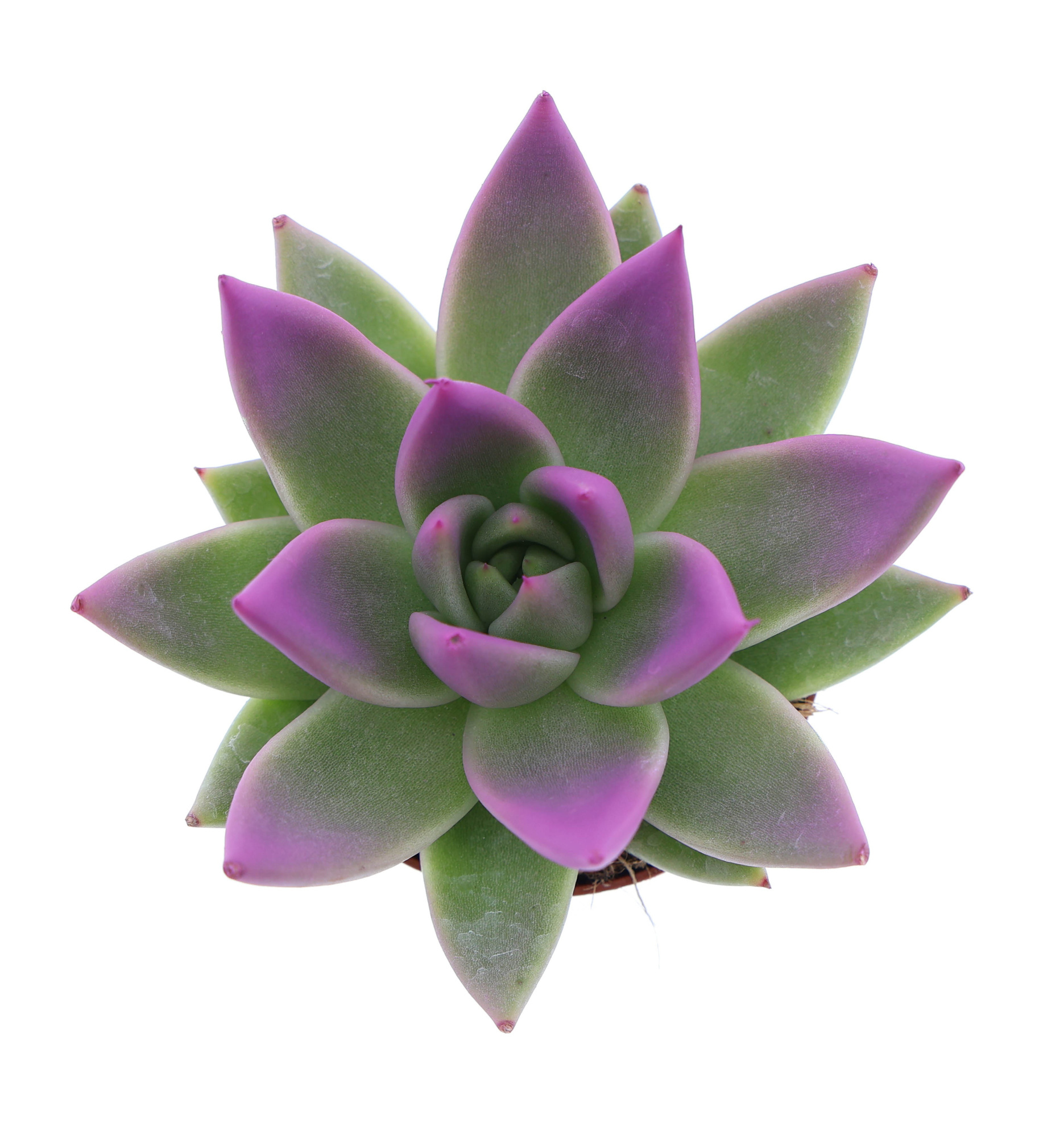 Miranda tips fuchsia, D 6 cm