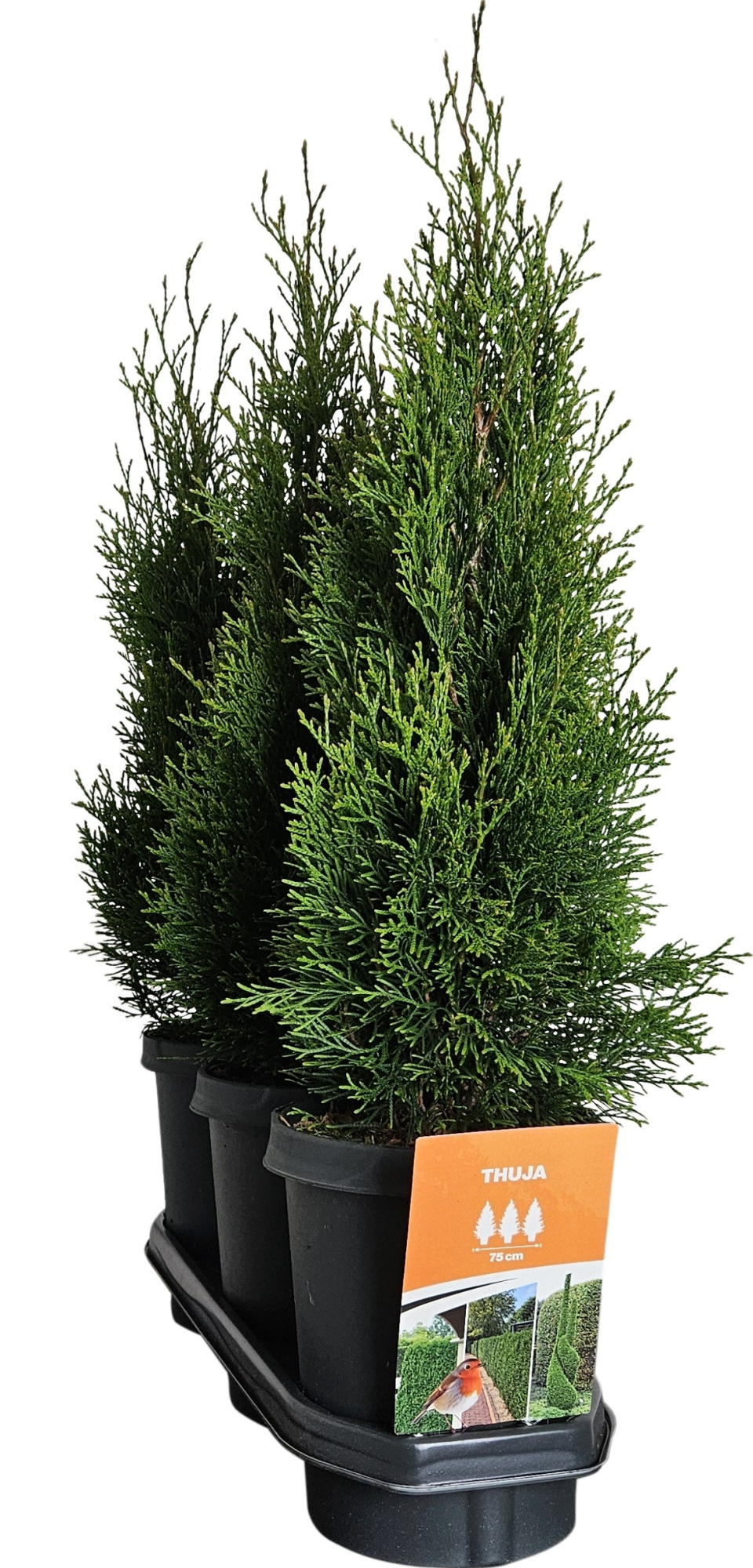 Hedgeline Thuja occidentalis Smaragd C4, D 21
