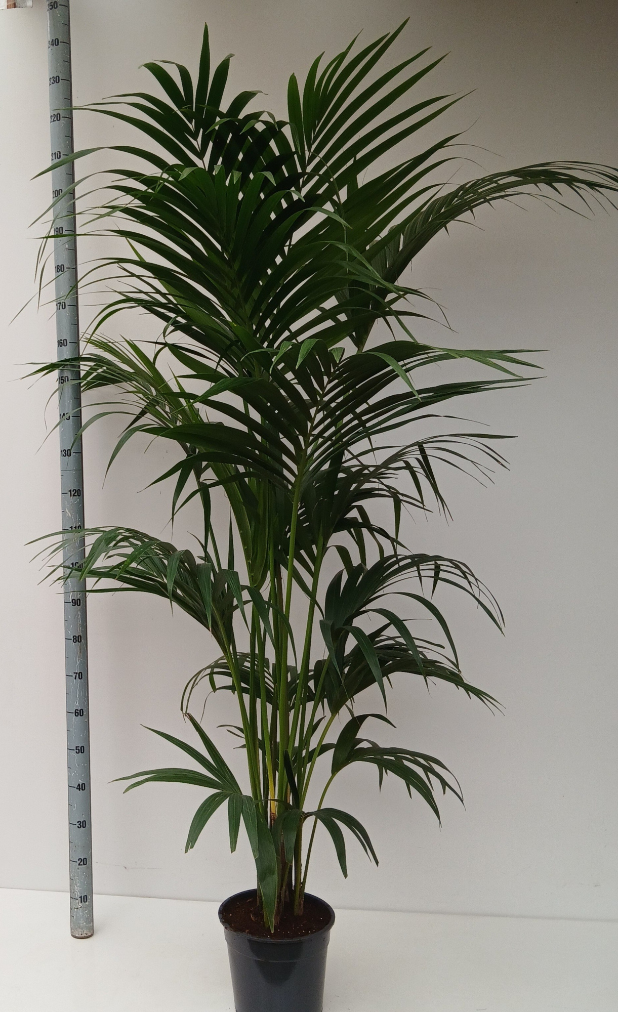 howea forsteriana, D 27 cm