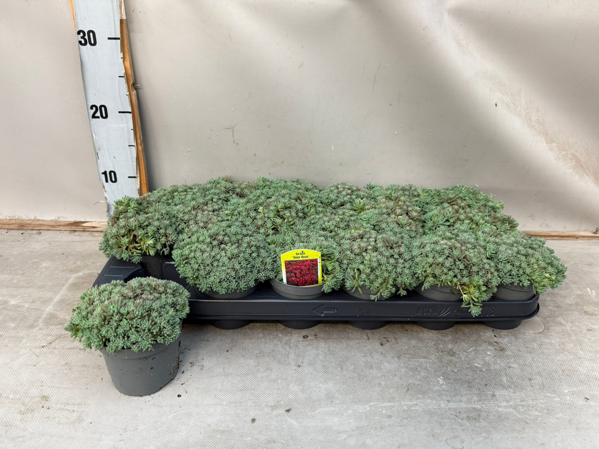 Sedum Groen, D 9 cm