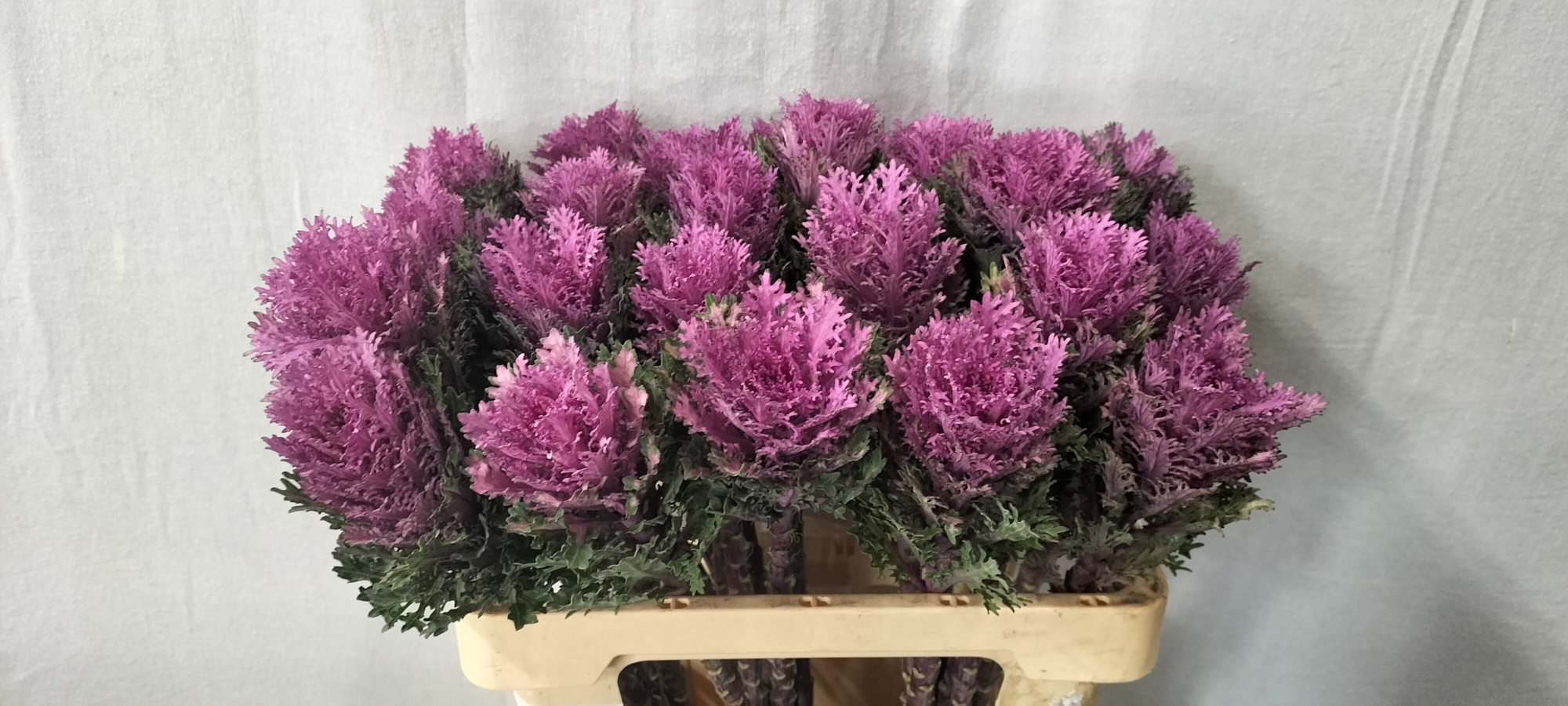 Брассика Крэйн Квин 60, шт.