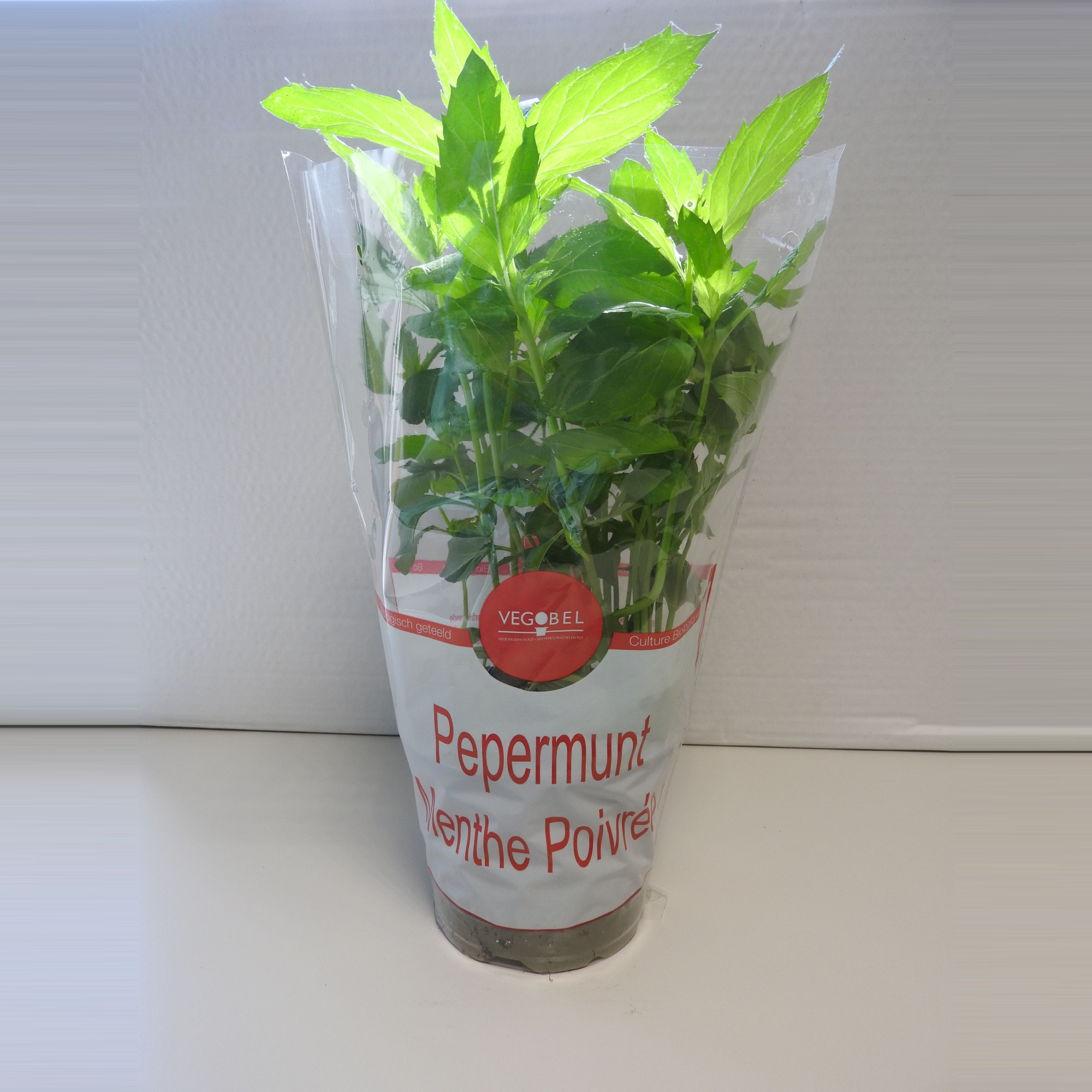 Munt Peper P12, D 12 cm