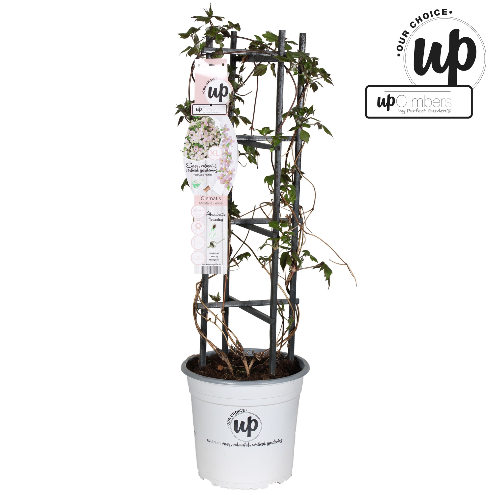 Clematis Montana 'Fenne'® P23, D 23