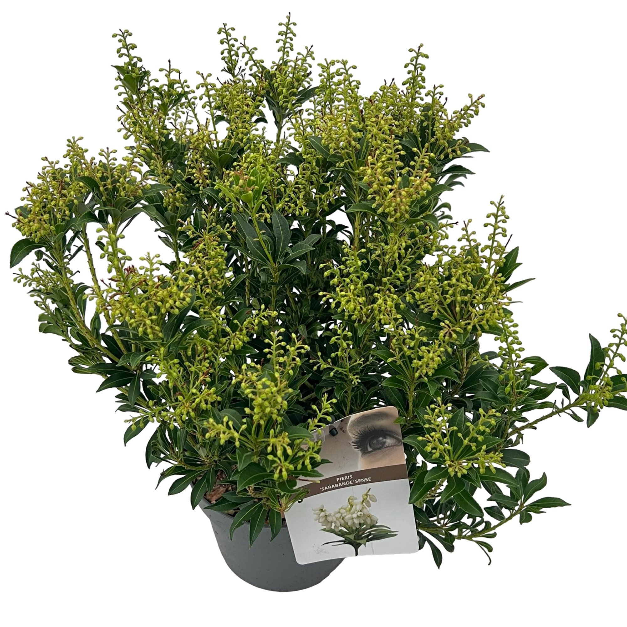 Pieris jap. 'Sarabande' sense, D 19