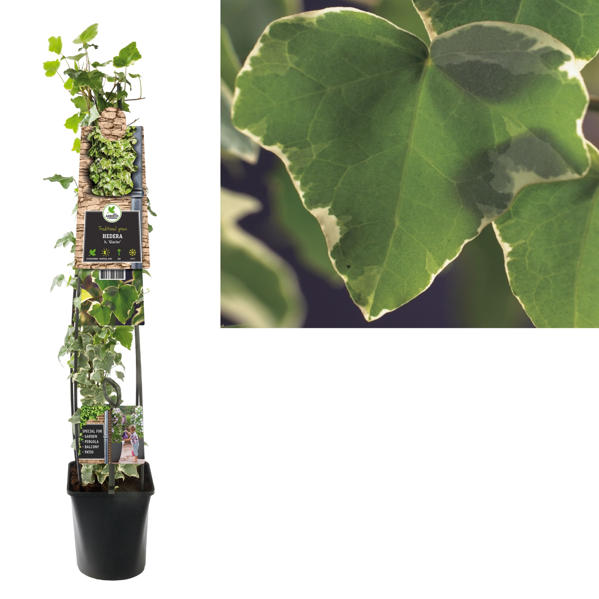 Hedera h. 'Glacier' +3.0 label, D 23
