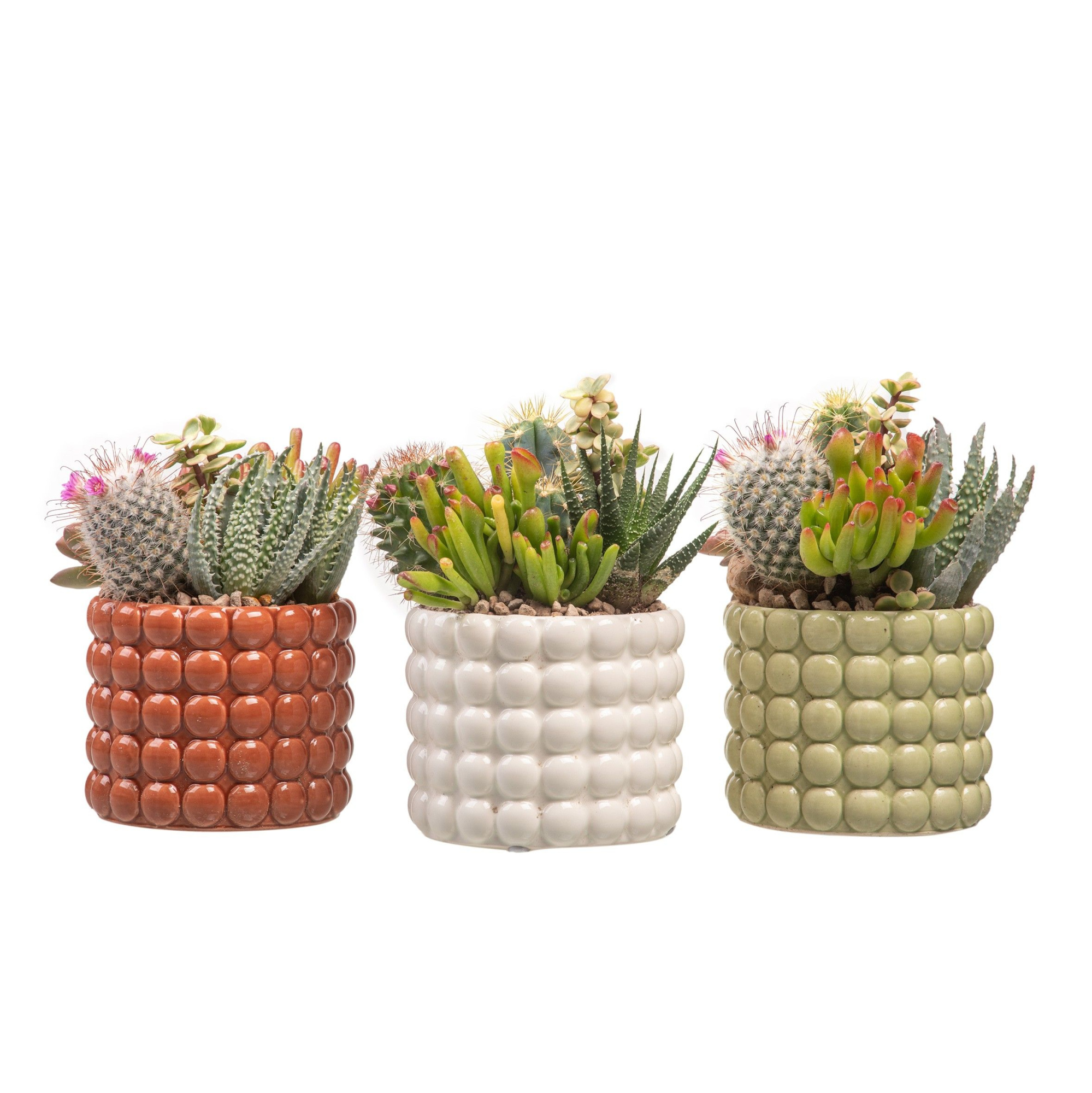 COMPOSITION OF CACTUS AND SUCCULENTS IN "DOLOMITE" CERAMIC POT Ø10 - CARDBOARD TRAY 6 PCS, D 10 cm