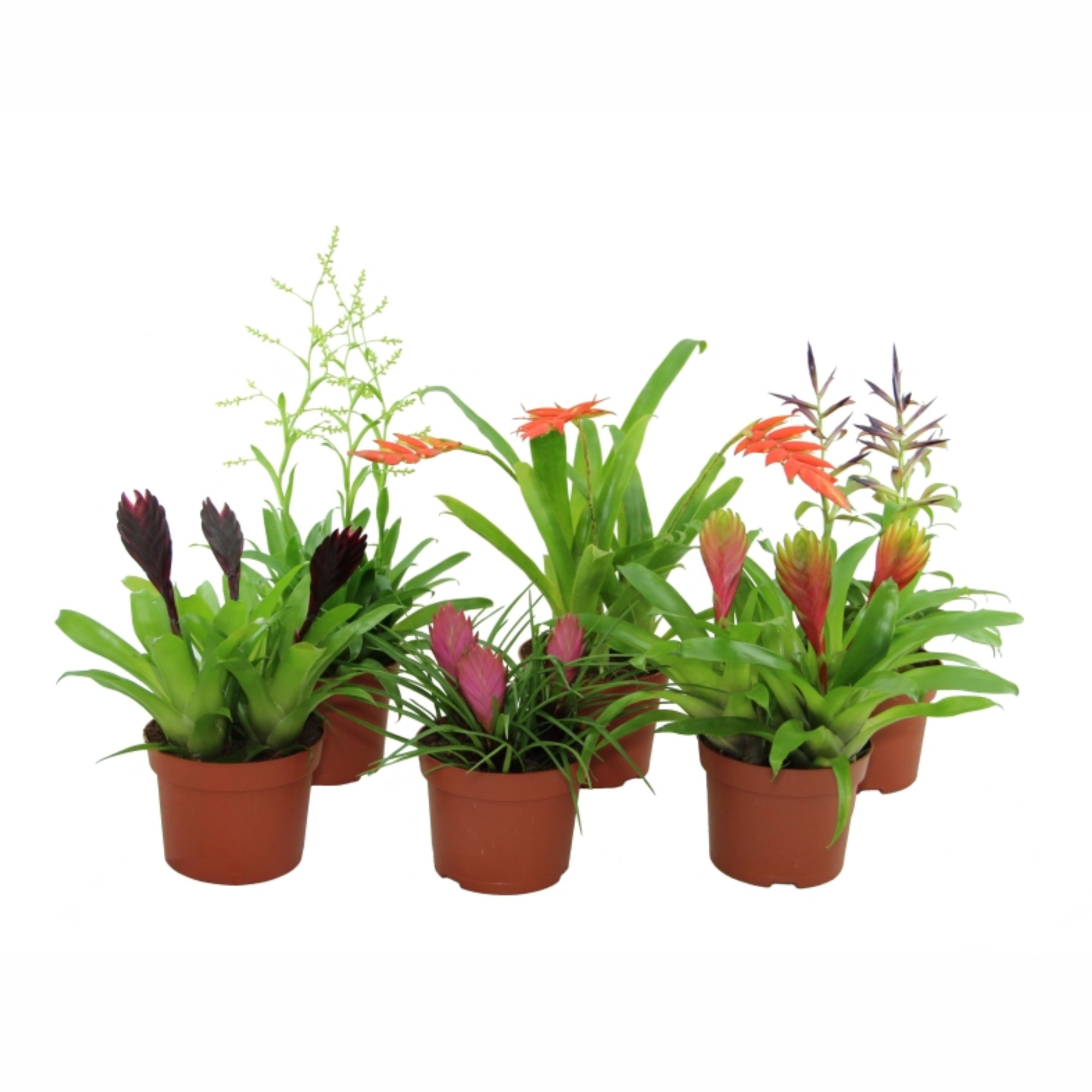Toef Bromelia mix - Elegance, D 10,5 cm