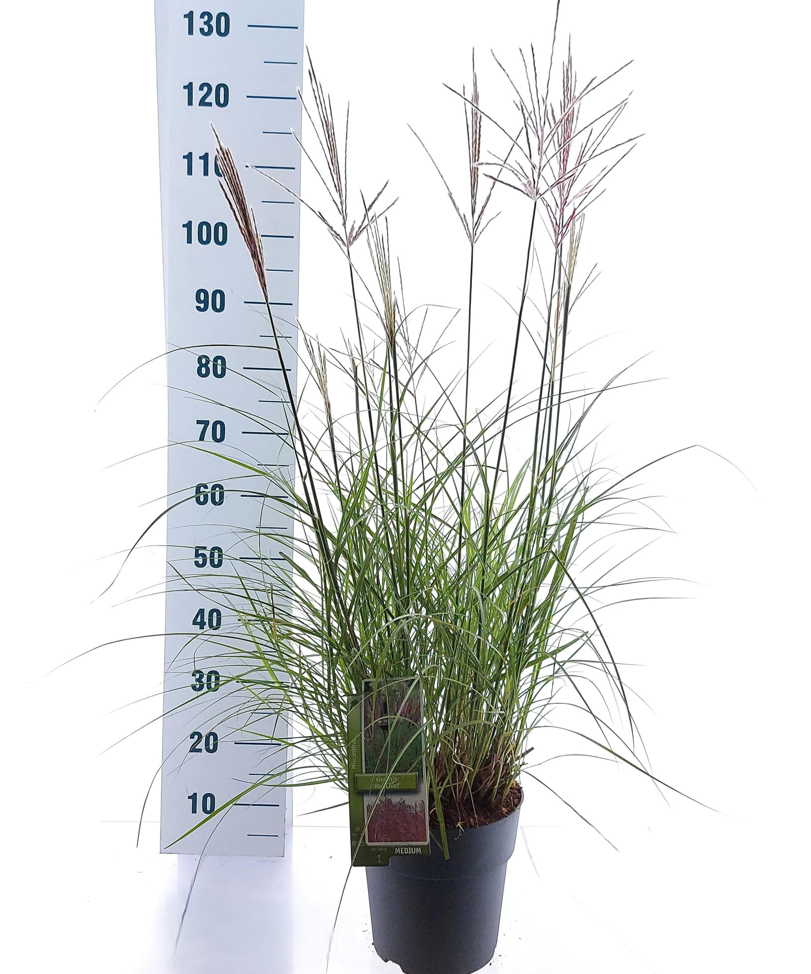 Miscanthus sin. 'Red Chief', D 23 cm